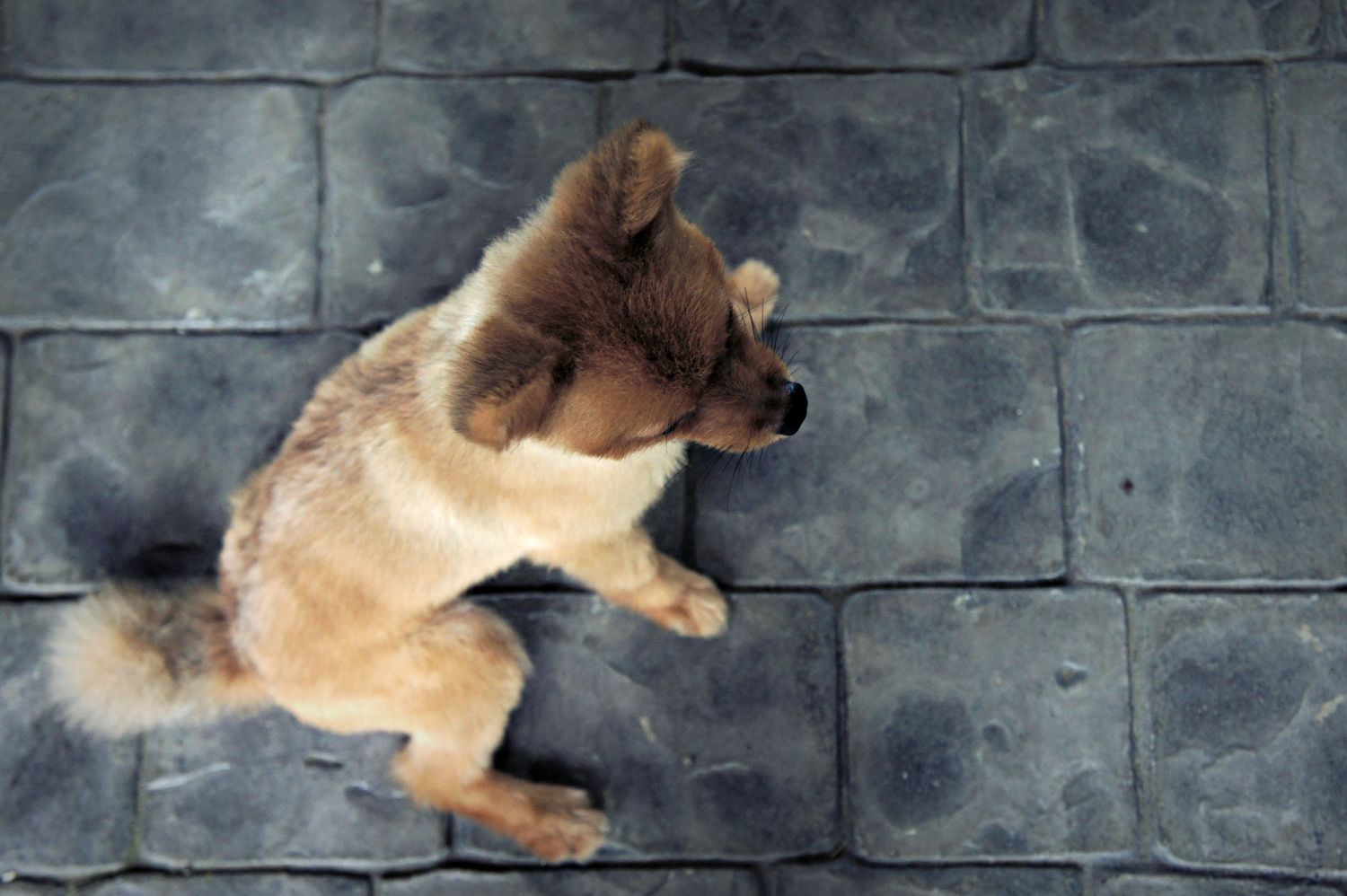 Top view of a Pomeranian with short trim sitting on textured gray stone pavement.