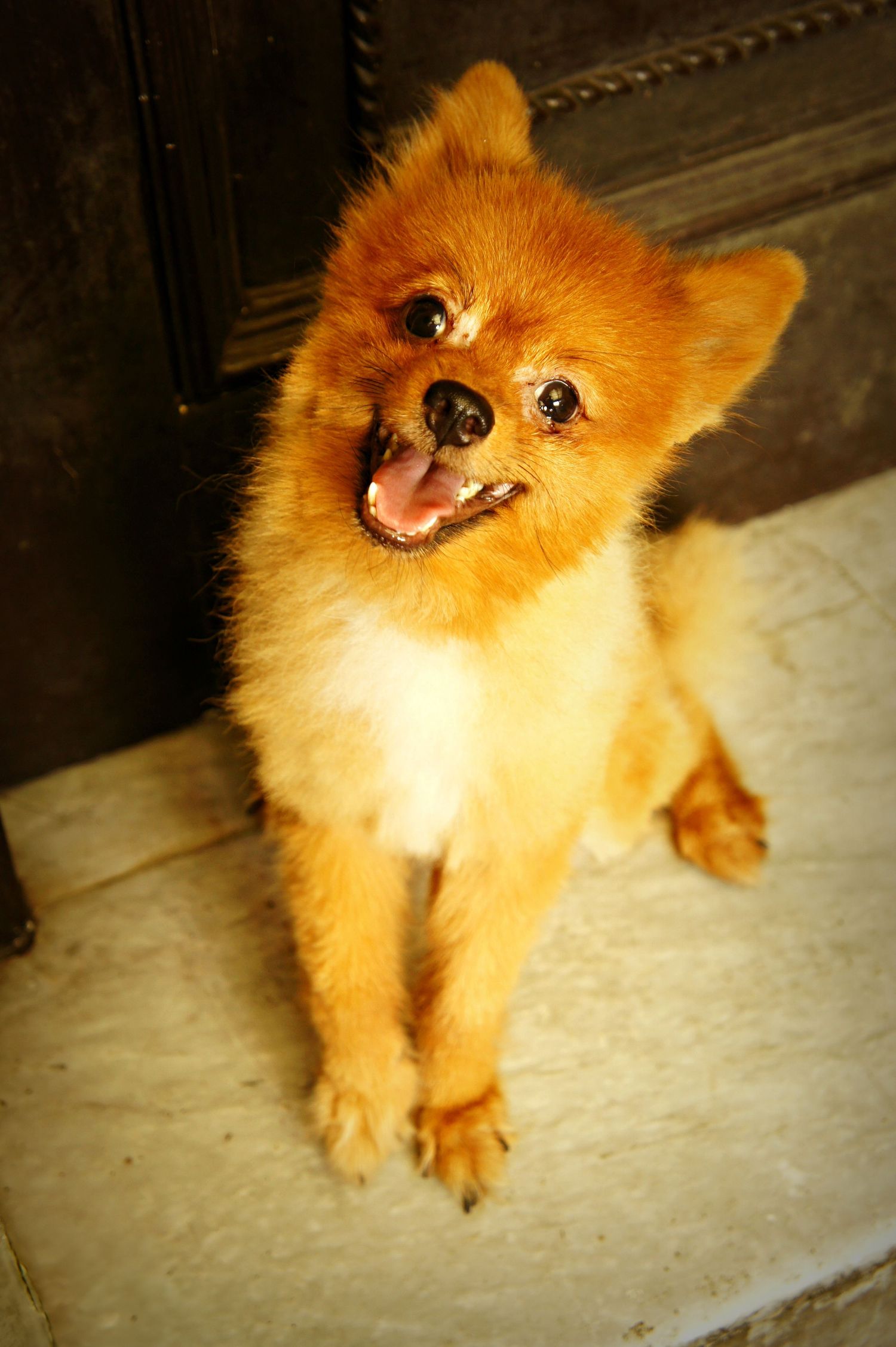 Fluffy brown Pomeranian standing indoors and looking up with a happy expression.