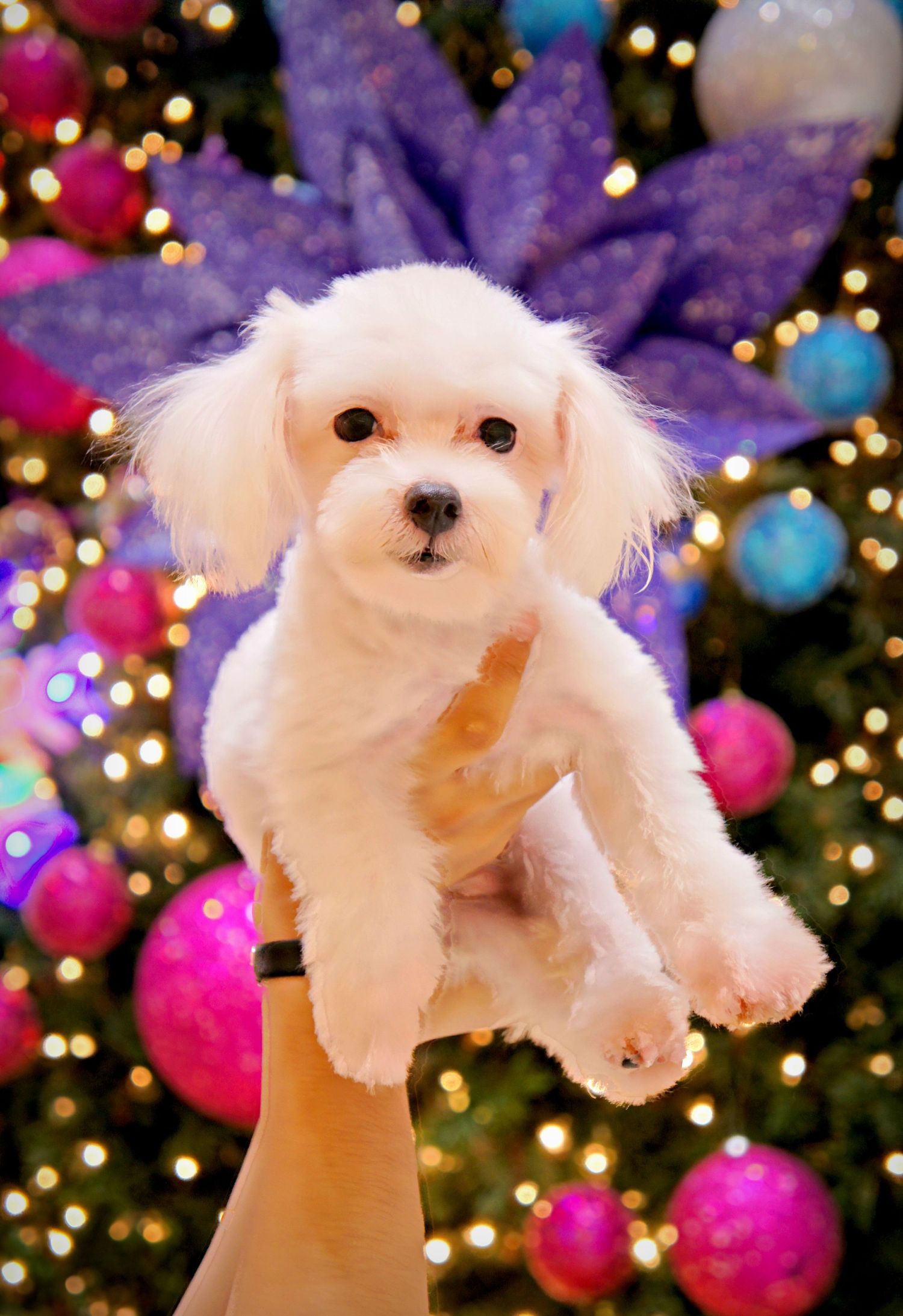 Small white dog held up in front of a decorated Christmas tree with colorful ornaments.