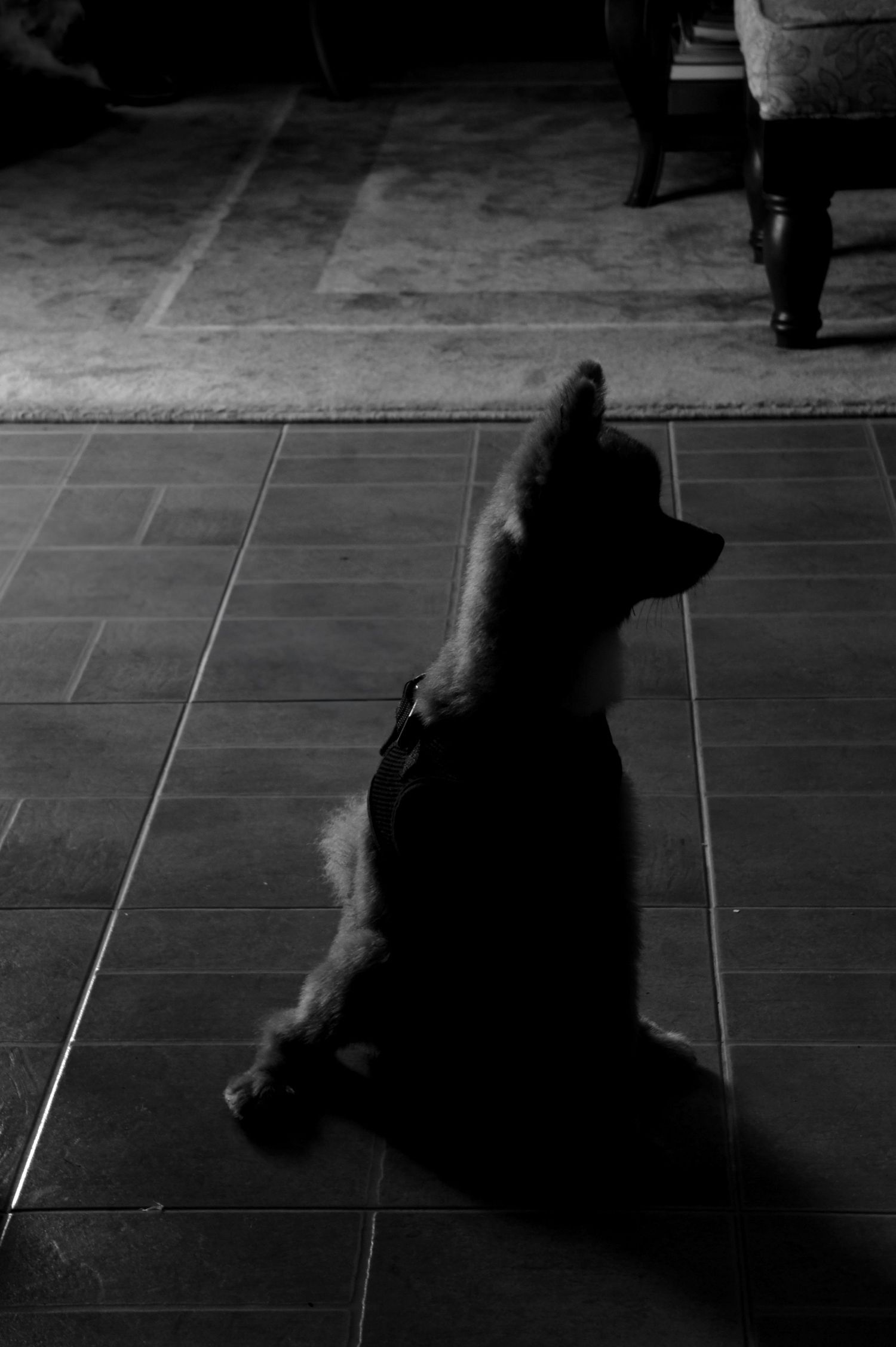 Silhouette of a Pomeranian sitting on tiled flooring, lit from behind.