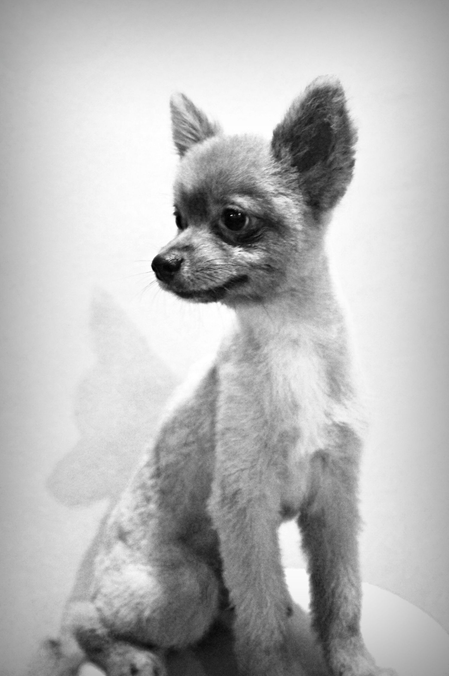 Black and white portrait of a Pomeranian with a short trim sitting against a plain background.