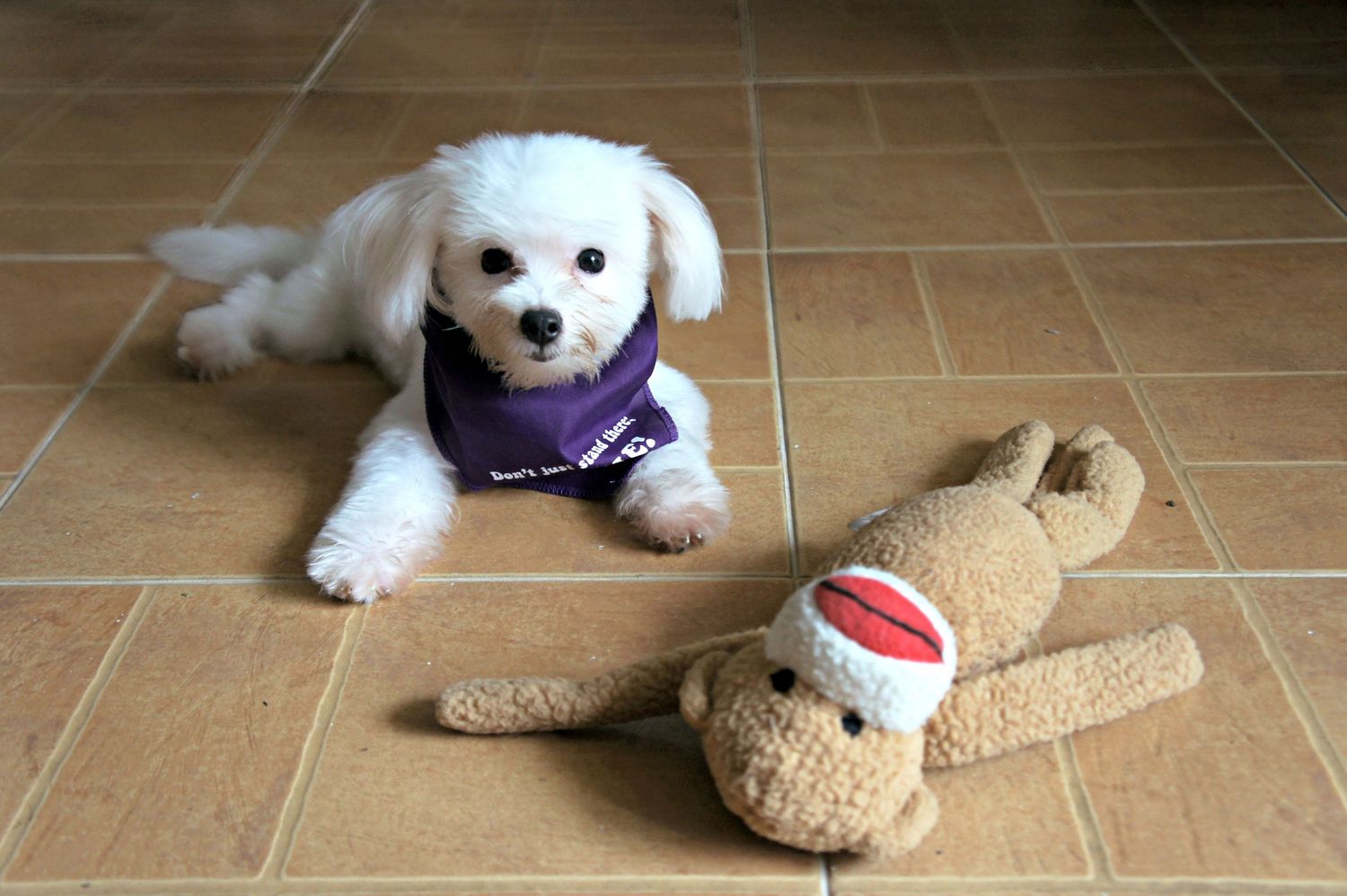 White dog lying on a tiled floor next to a plush sock monkey toy.