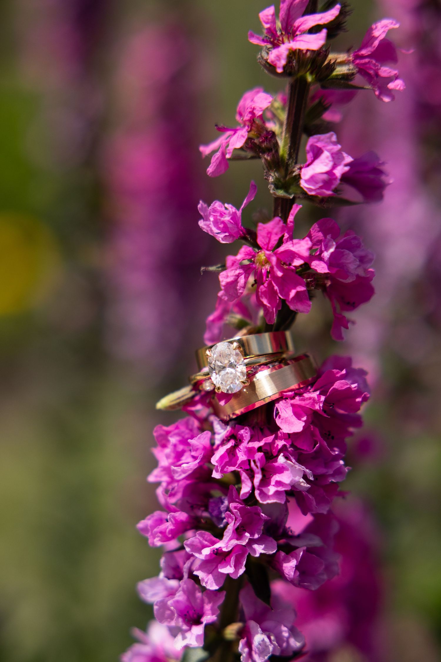 Gold wedding and engagement rings displayed on purple flowering plant stems outdoors.