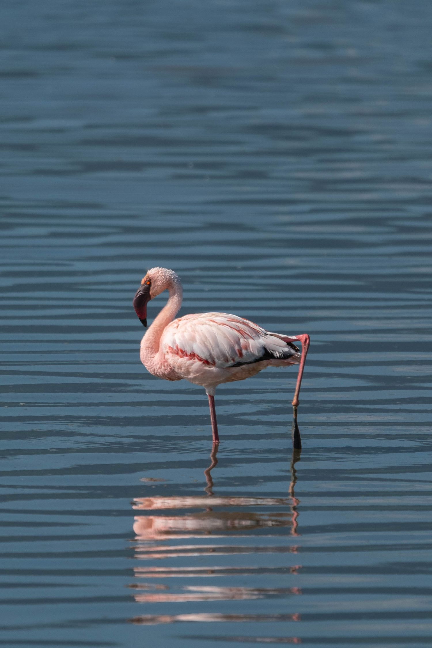 Pink flamingo wading in calm blue water with reflections during peaceful afternoon.