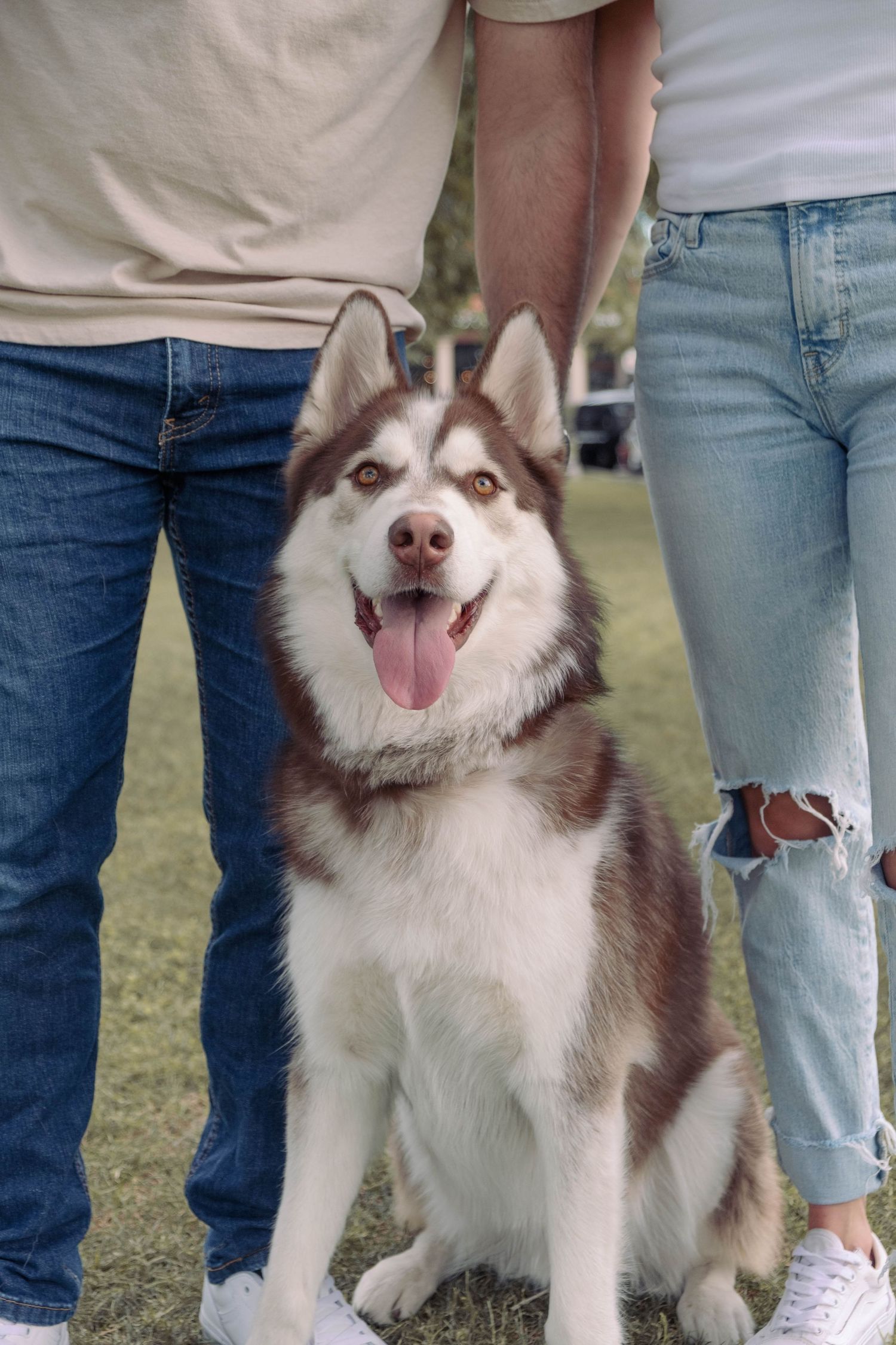 Happy Husky dog sitting between couple wearing casual outfits outdoors.
