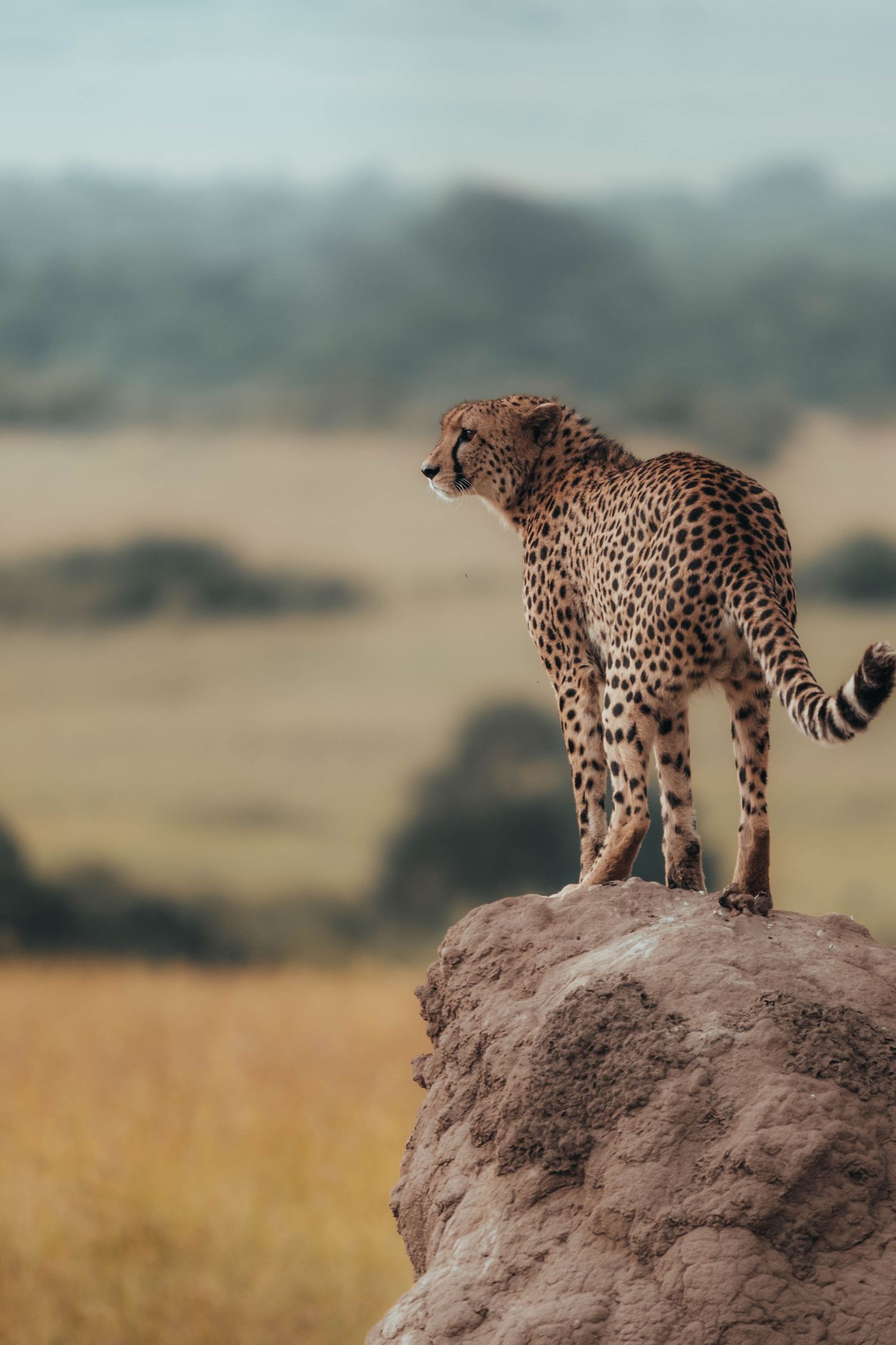 A cheetah stands alert on a termite mound overlooking the African savanna.