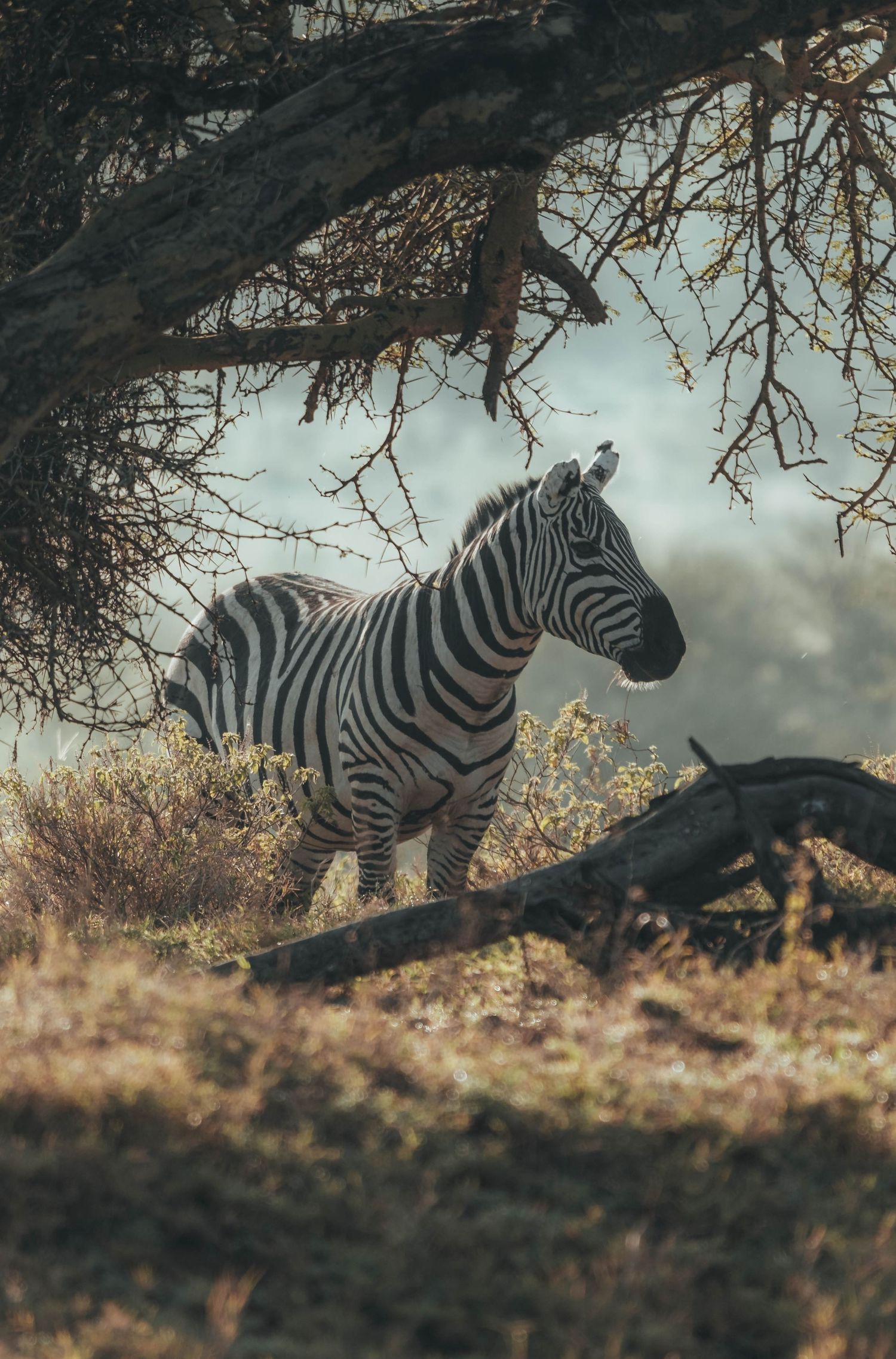Zebra standing in golden sunlight under acacia tree branches.