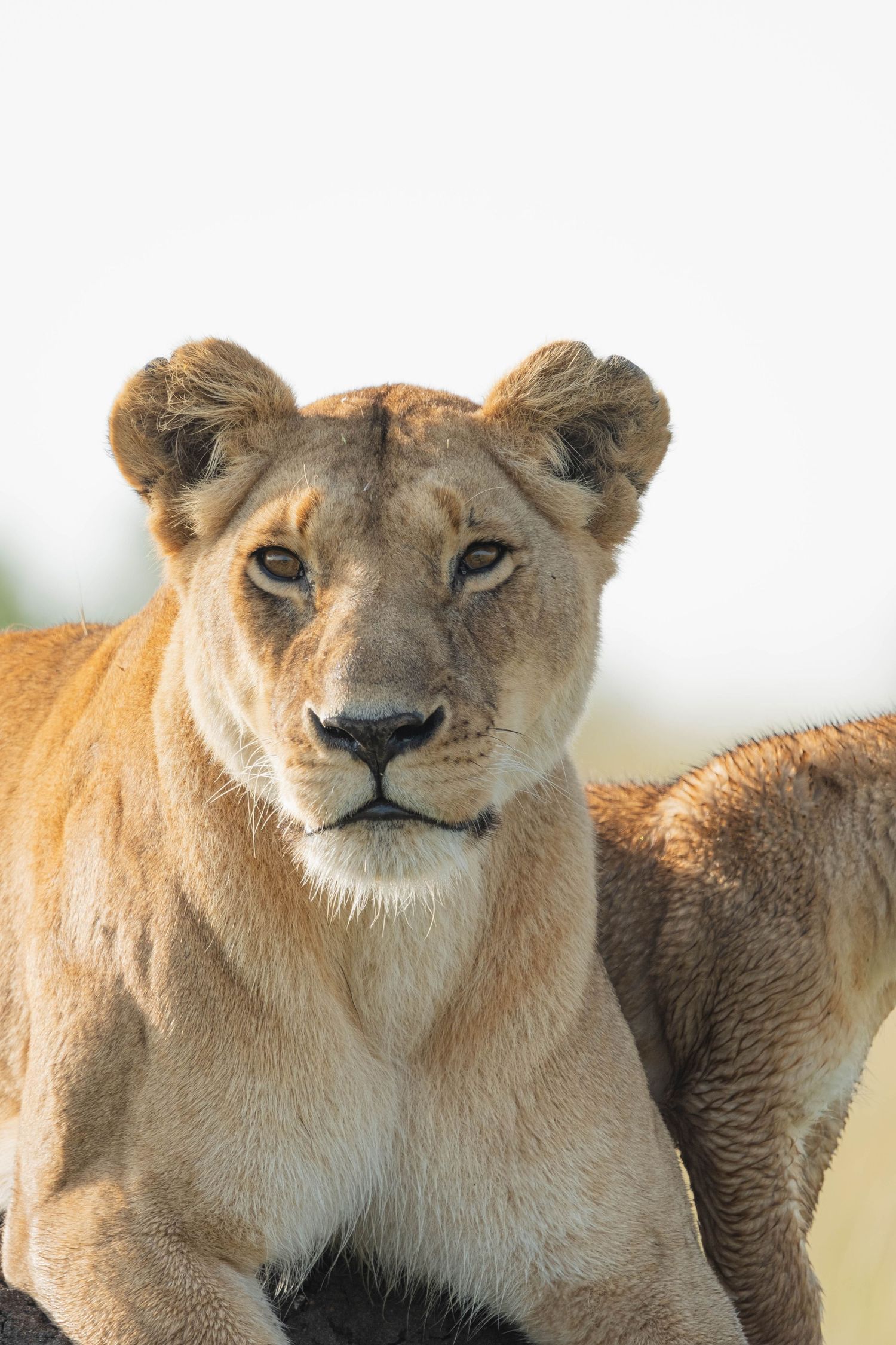 Majestic lioness close-up portraits showing different facial expressions in natural savanna habitat.