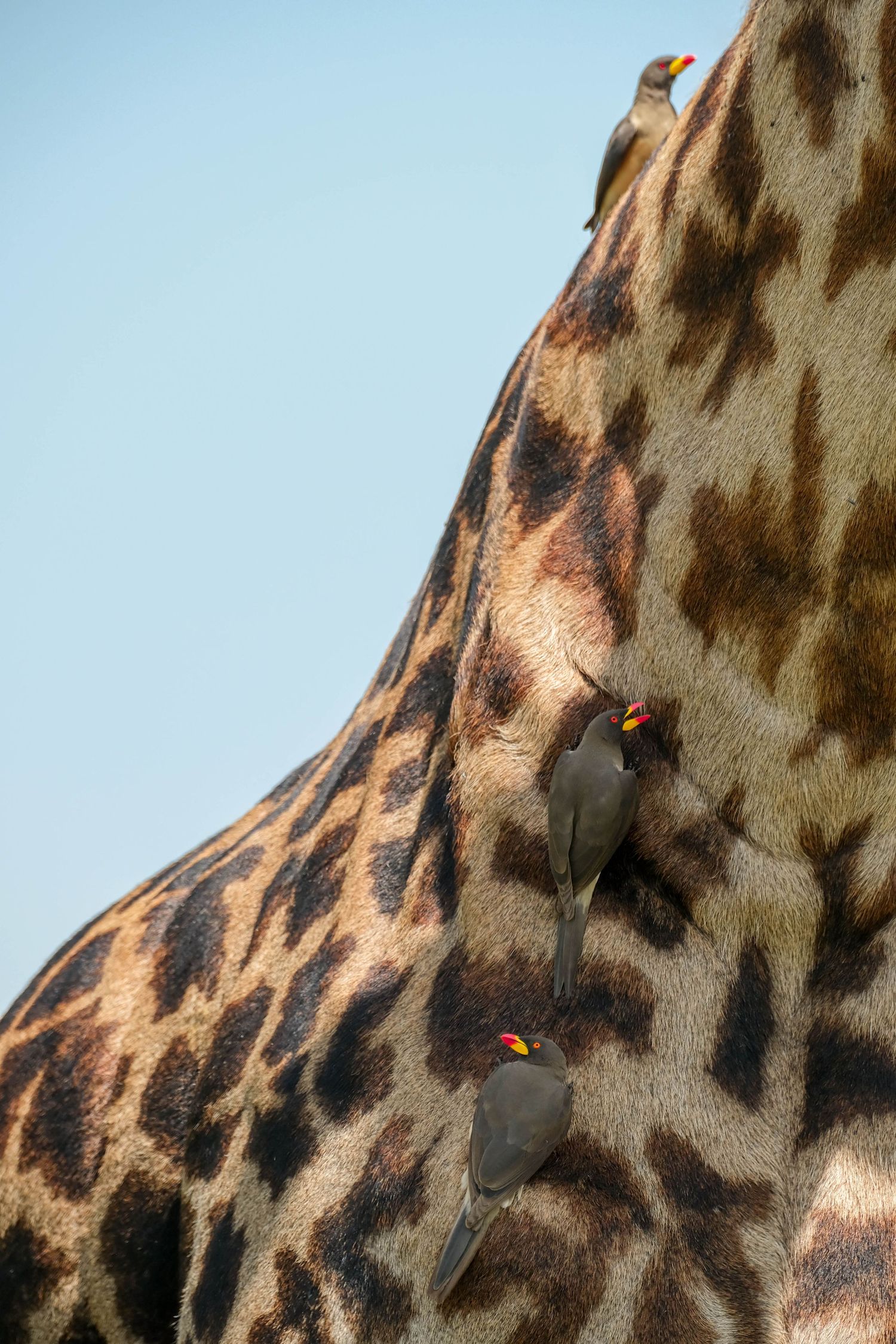 Small birds perched on giraffe's spotted neck pattern in natural wildlife setting.