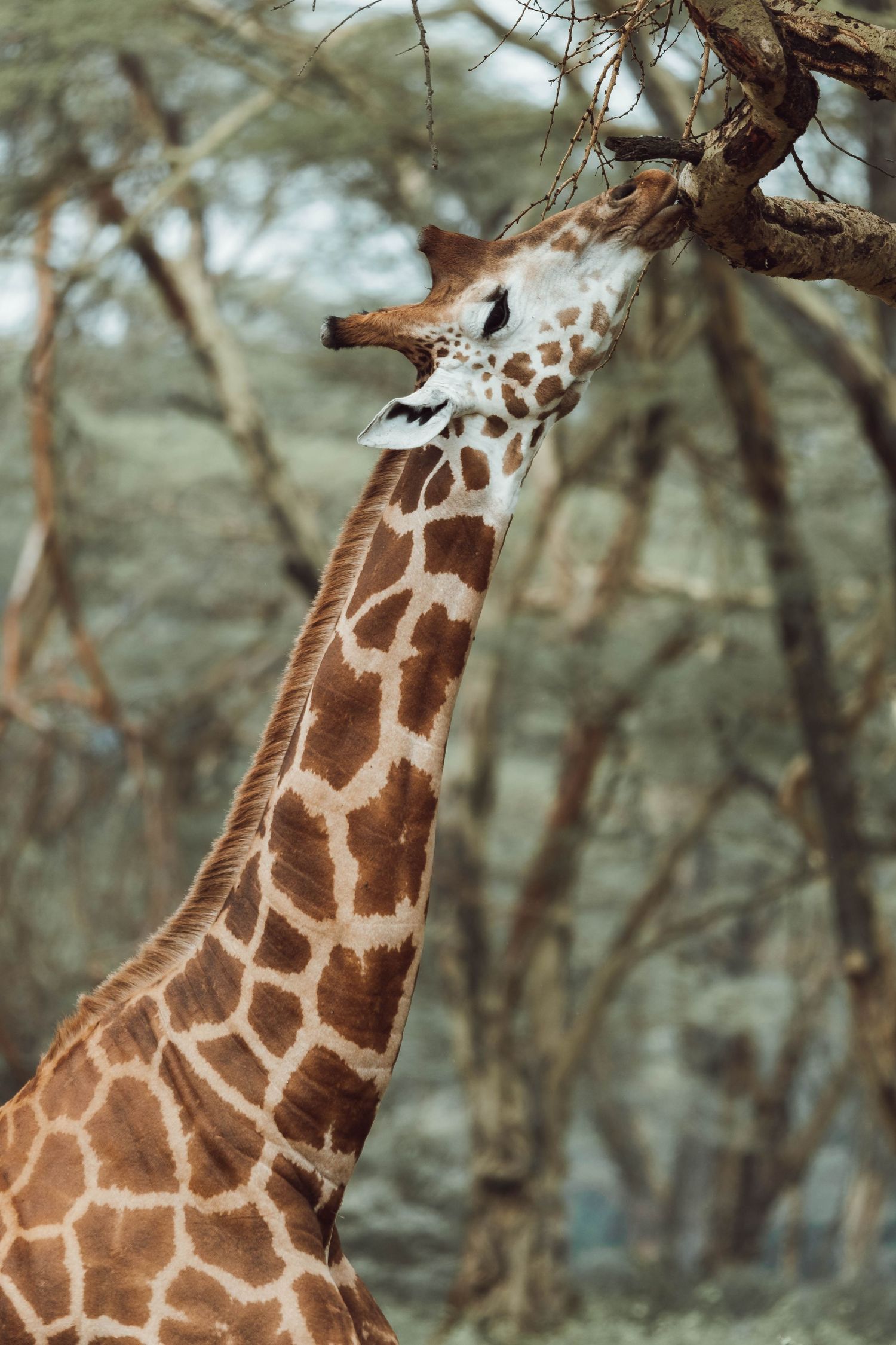 Close-up of a giraffe's distinctive spotted pattern neck reaching up through tree branches.