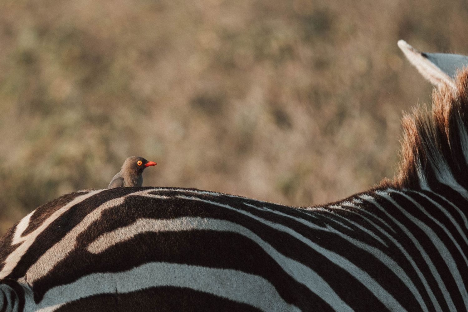 Detail shot of zebra stripes creating an abstract black and white pattern.