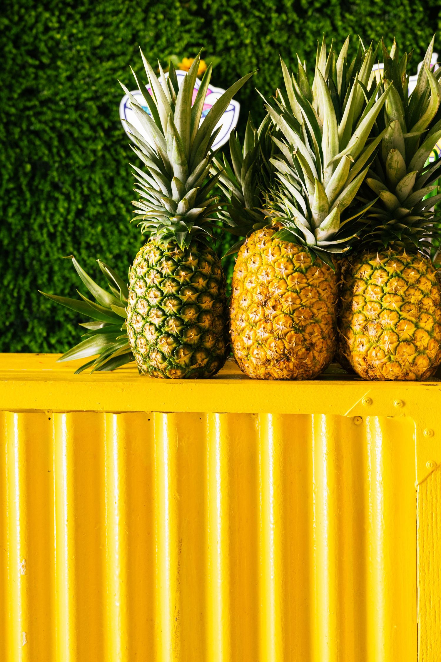 Four fresh pineapples displayed on bright yellow corrugated metal surface against green hedge.