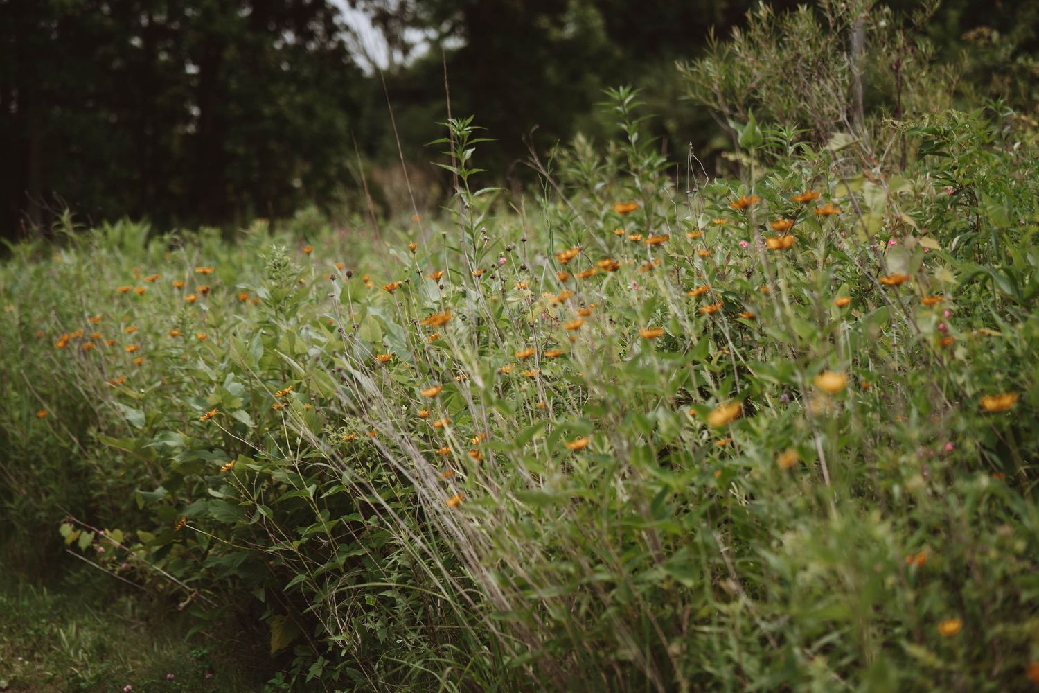 A lush green meadow with vibrant orange wildflowers blooming among tall grasses and shrubs in natural light.