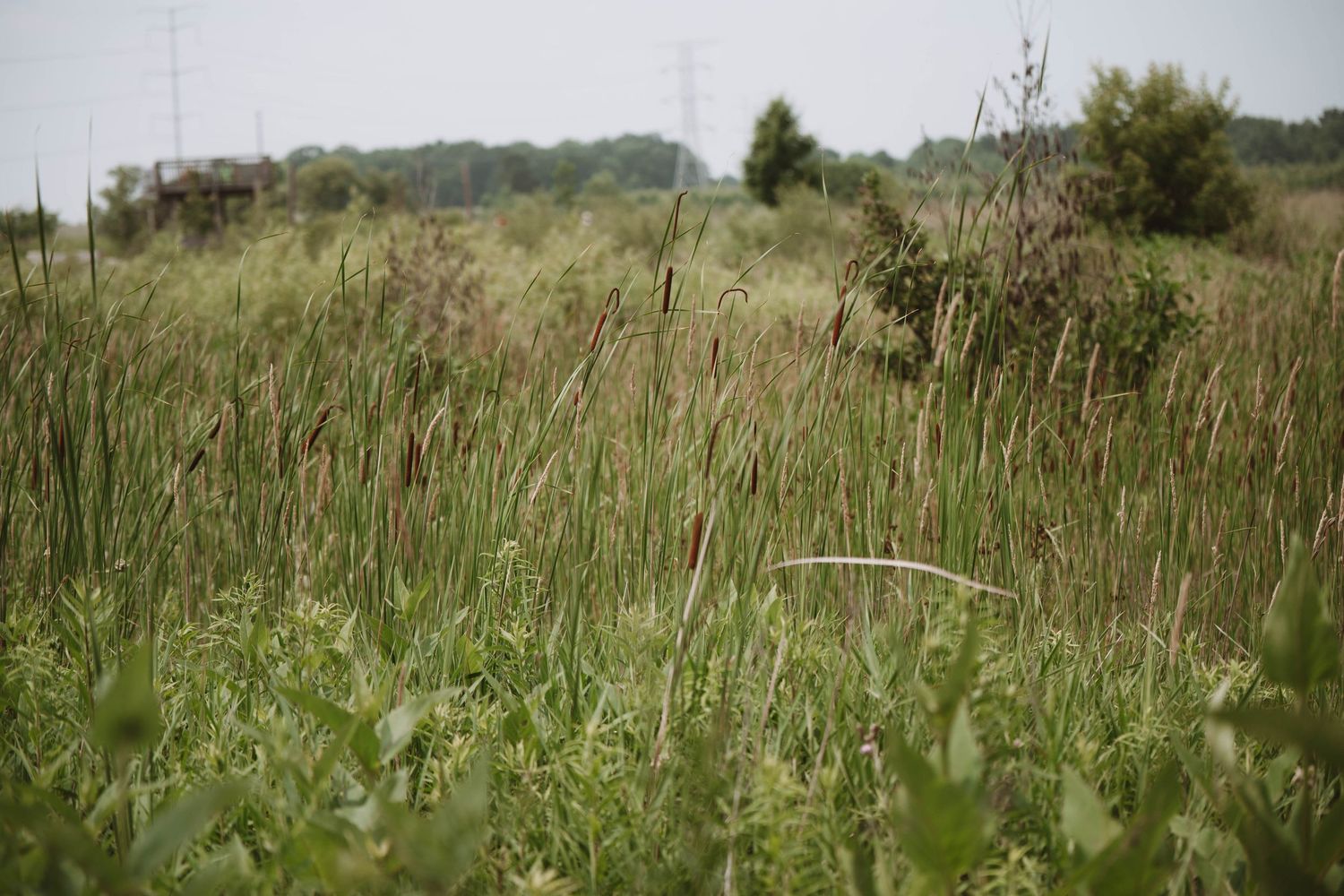 Rolling hills covered in tall grass and wildflowers under cloudy sky.