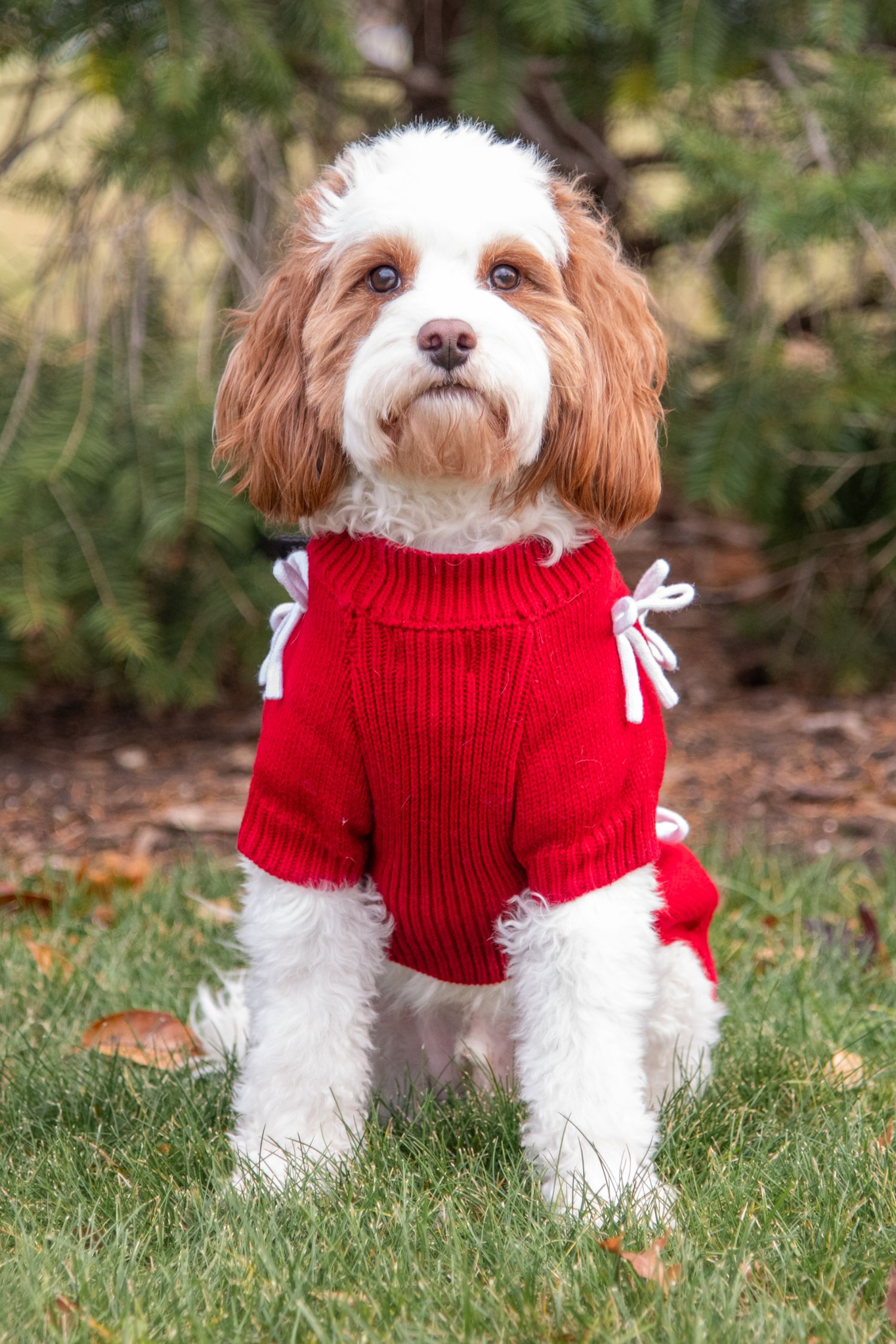 Adorable Cavachon puppy wearing a red knit sweater sitting on green grass outdoors near evergreen trees.