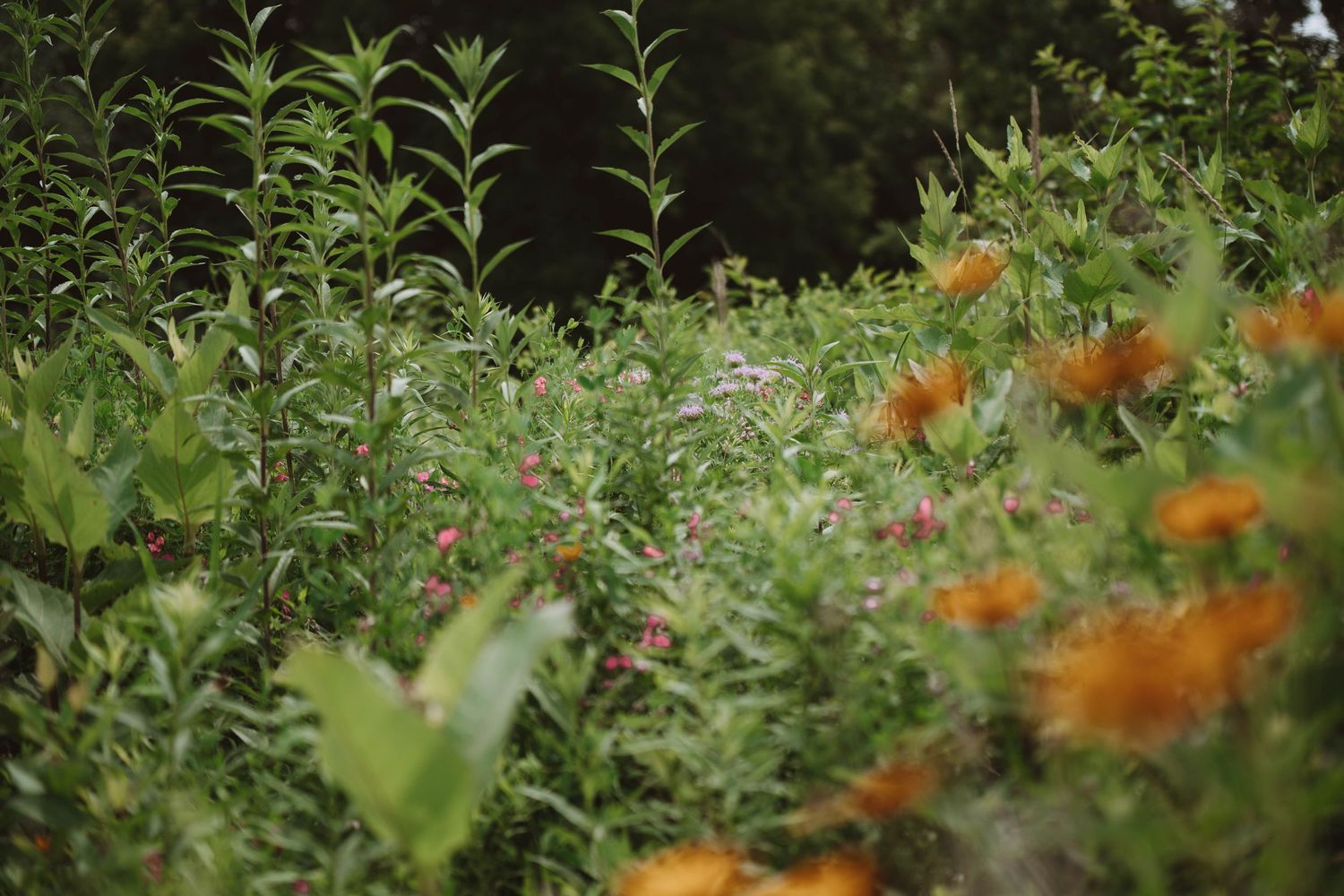 Lush garden with vibrant green foliage and orange wildflowers in natural setting.