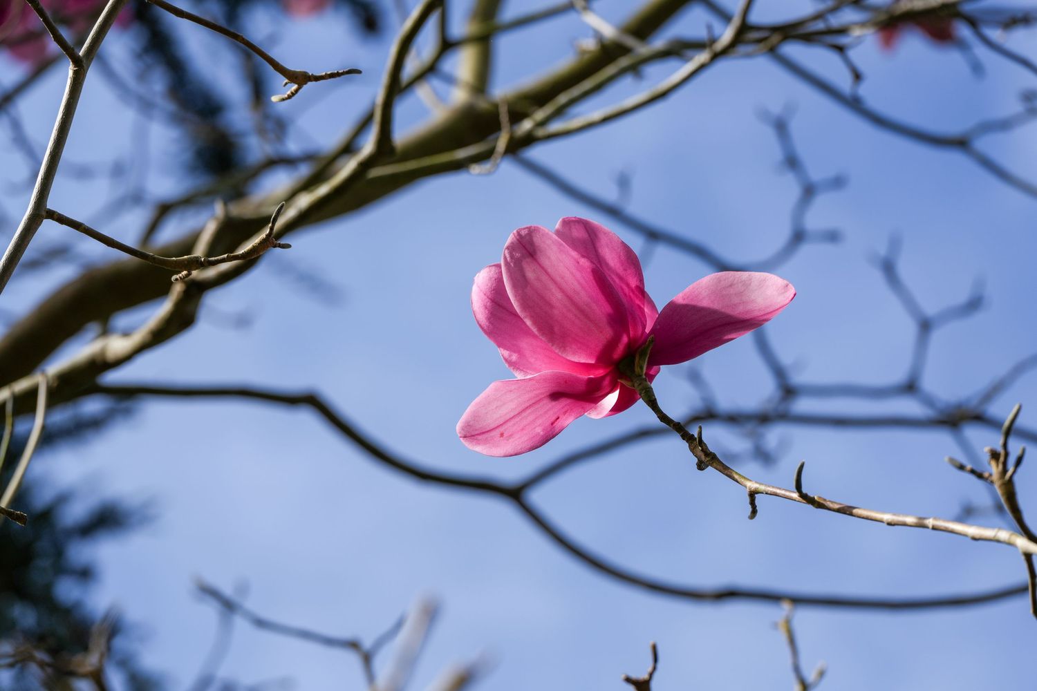 Pink magnolia blossom blooming against blue sky with bare tree branches.