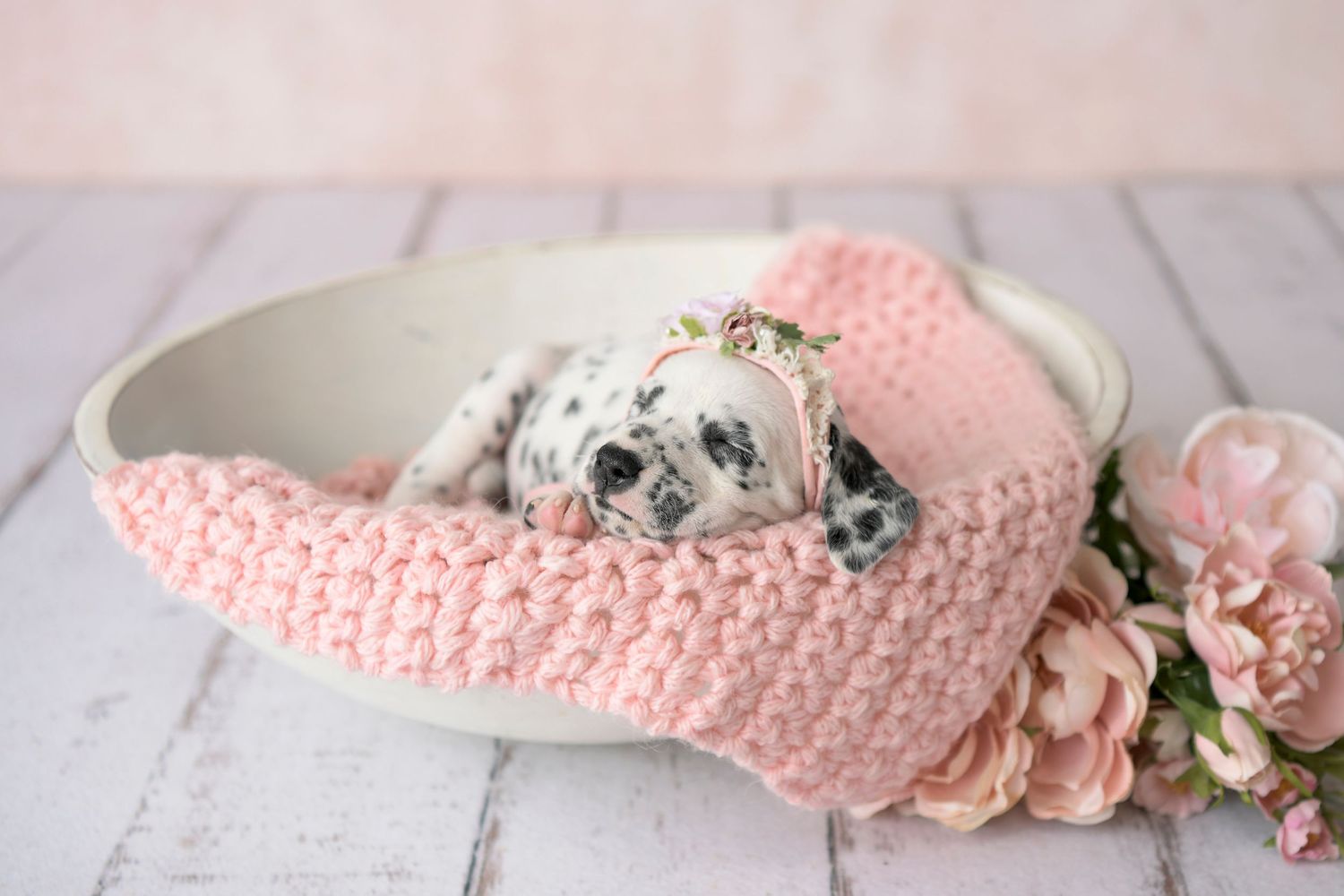 Phoenix Arizona Pet Portrait Photography picture of new Dalmatian Puppy