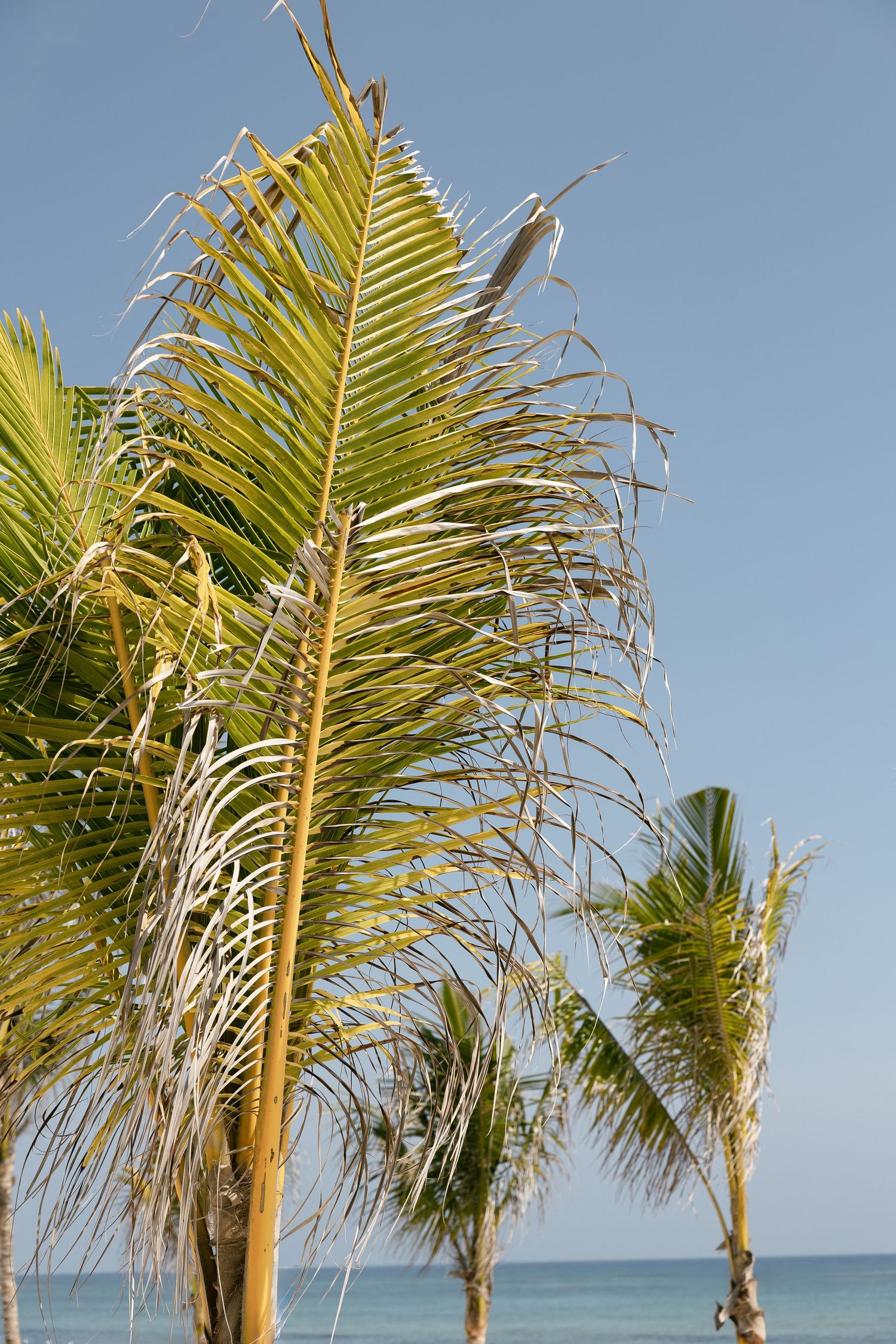 Tall palm trees with golden fronds against bright blue ocean backdrop.