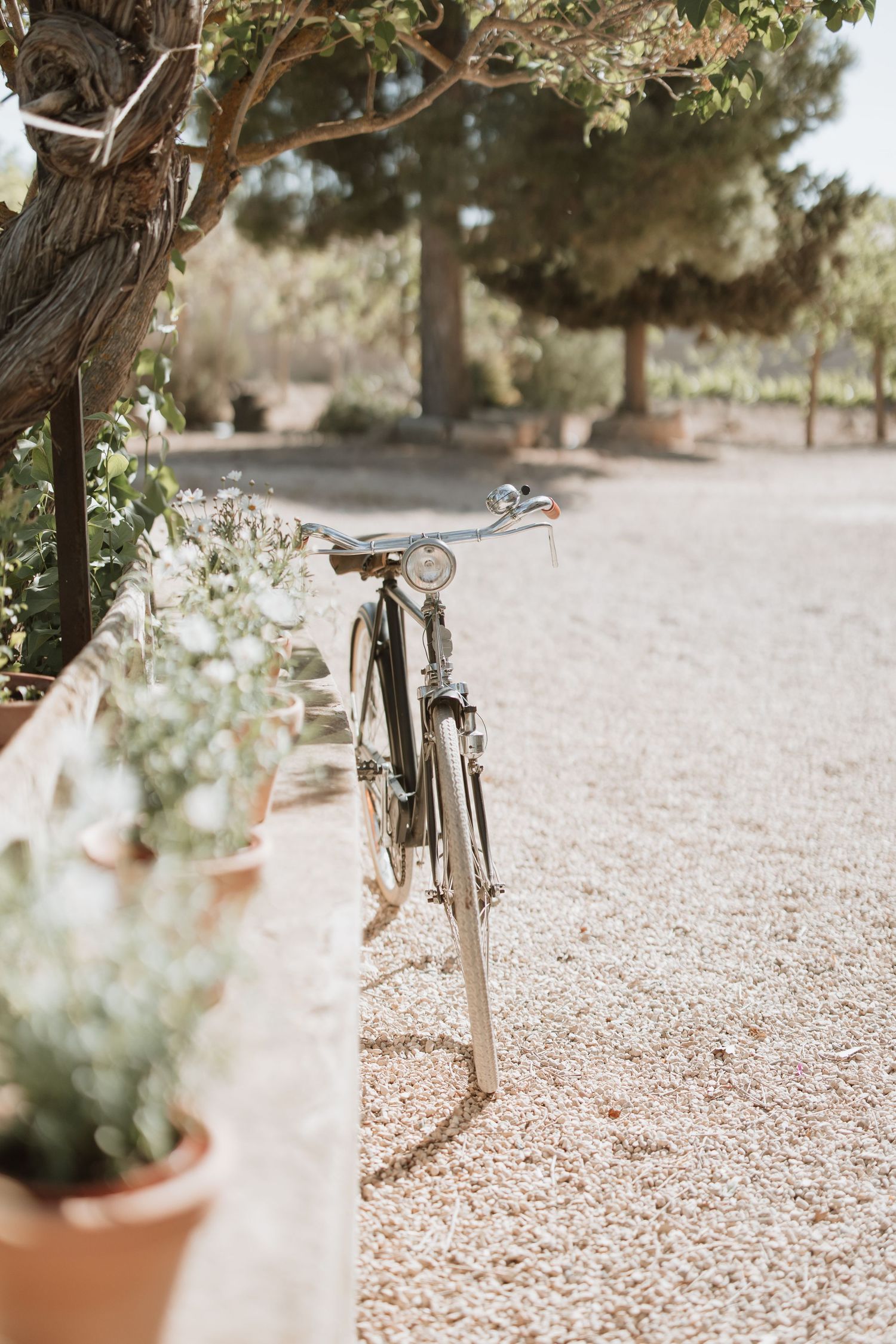 Vintage bicycle parked near potted plants on gravel path in a serene garden setting with soft sunlight.