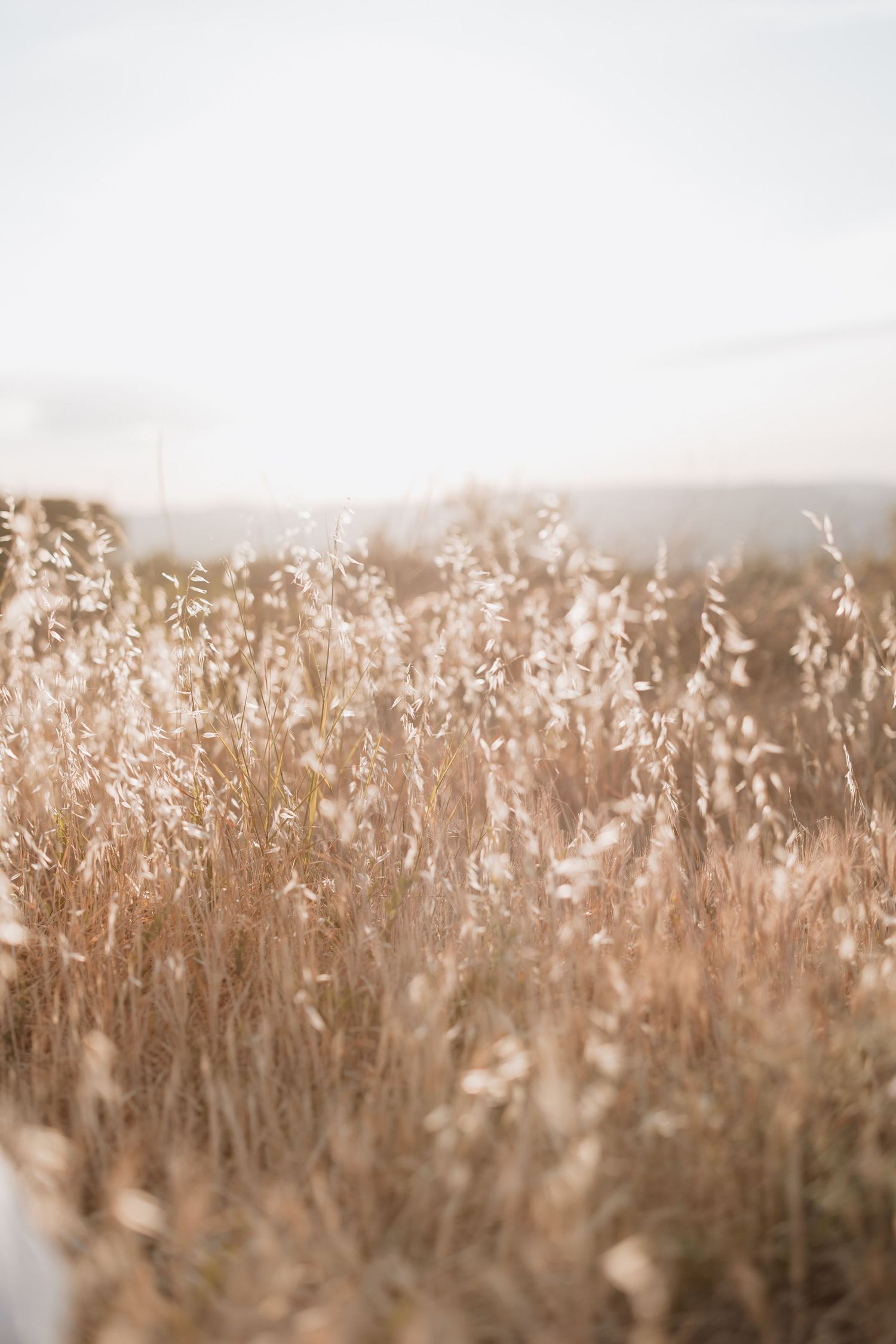 A tranquil scene of tall golden grass swaying in a sunlit field during sunset or sunrise.