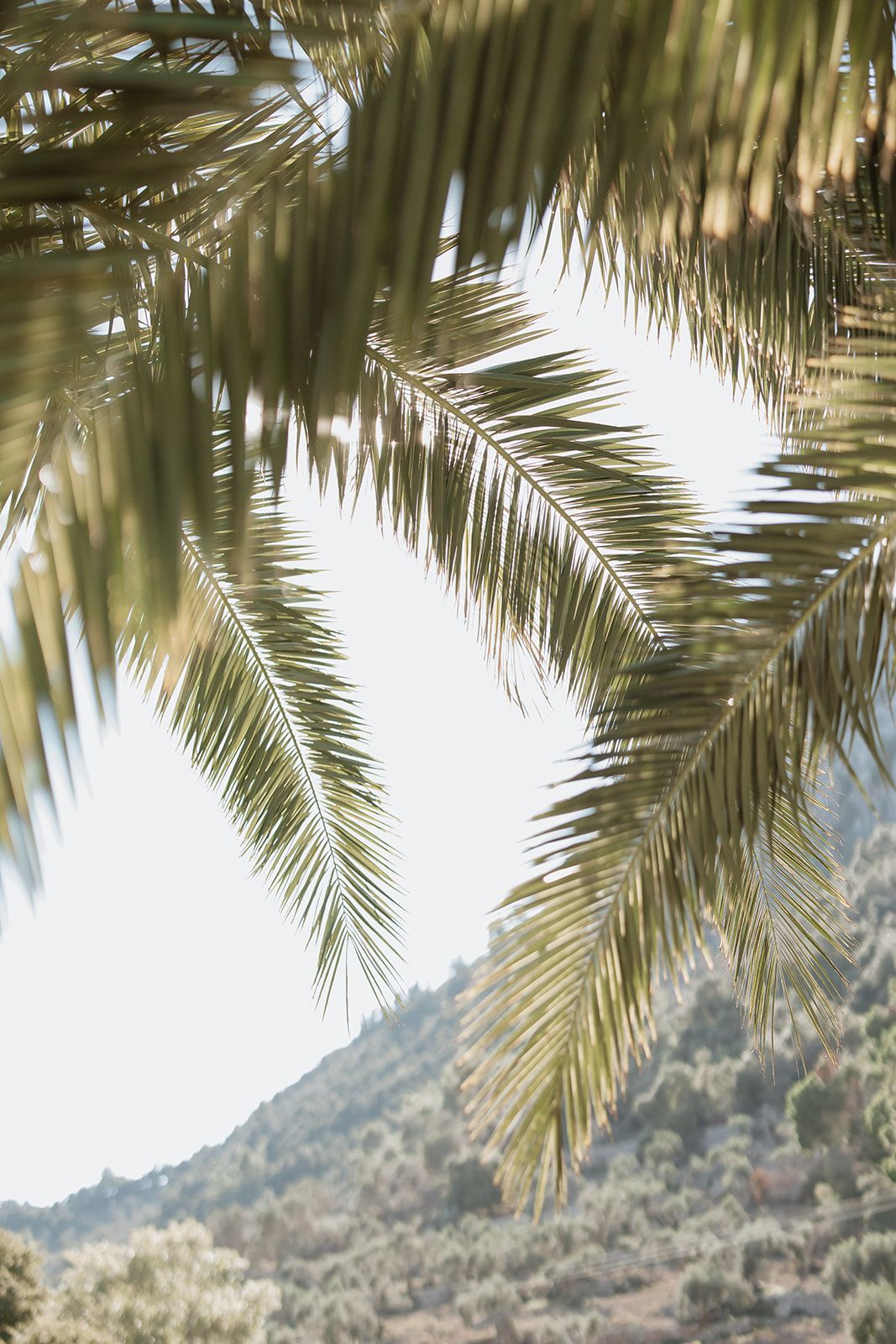 Palm fronds frame a mountain vista against a bright sky.