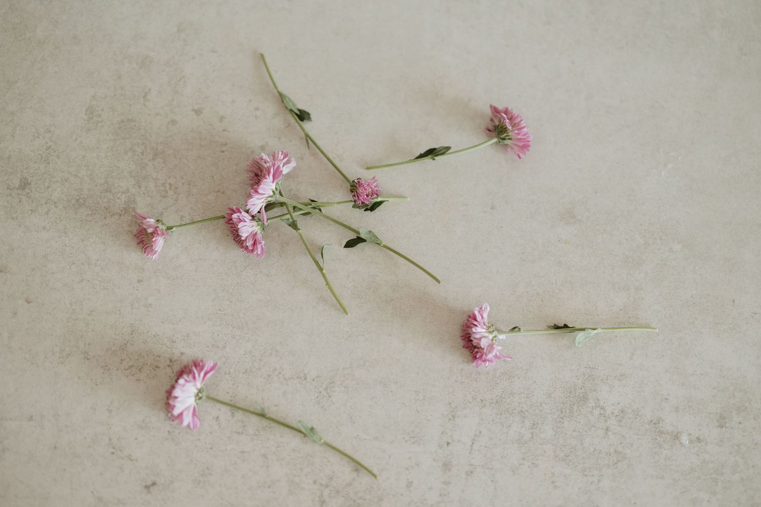 Scattered pink carnation flowers on a light textured surface.