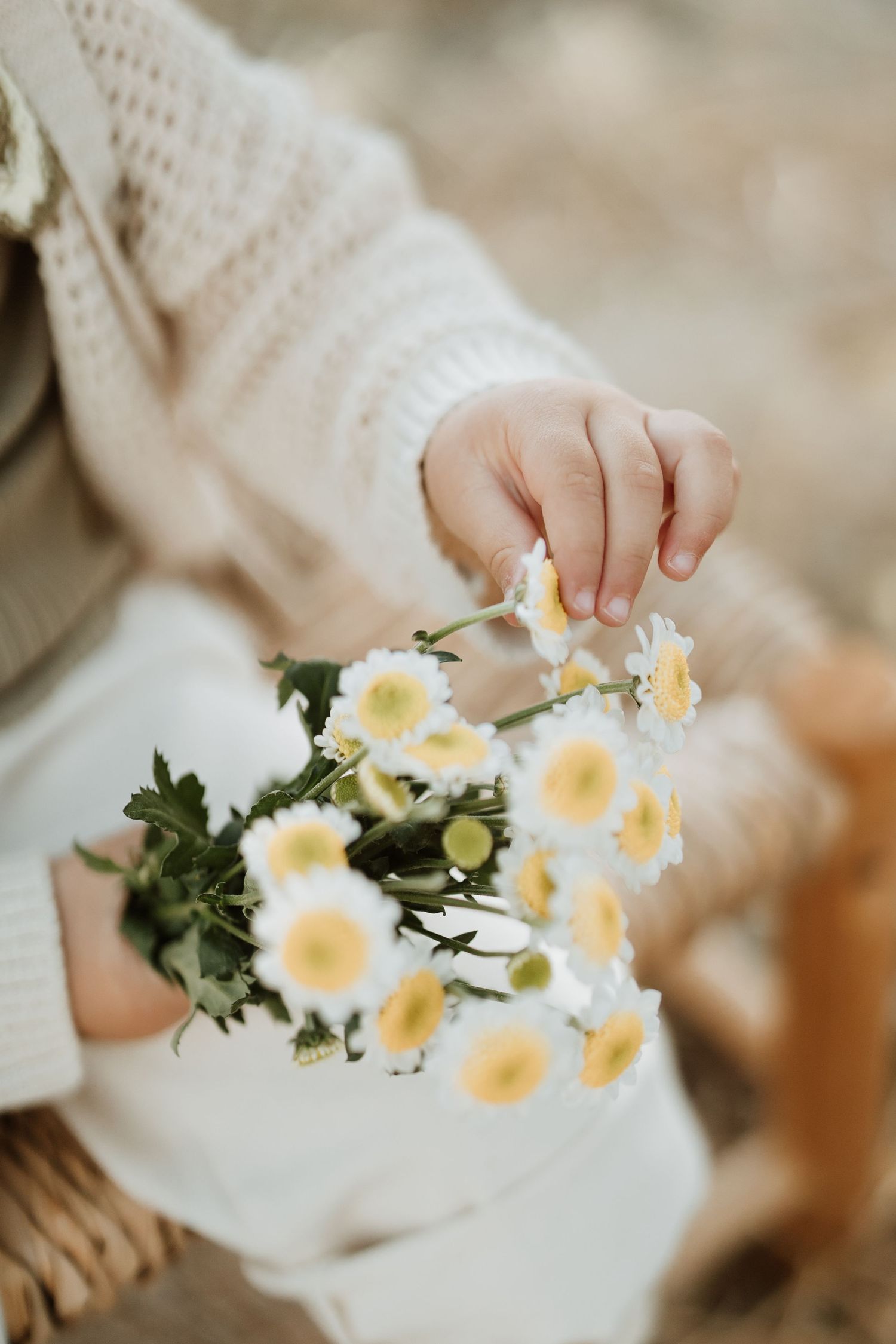 A hand in a cream sweater gently holds delicate white and yellow daisies in soft natural light.