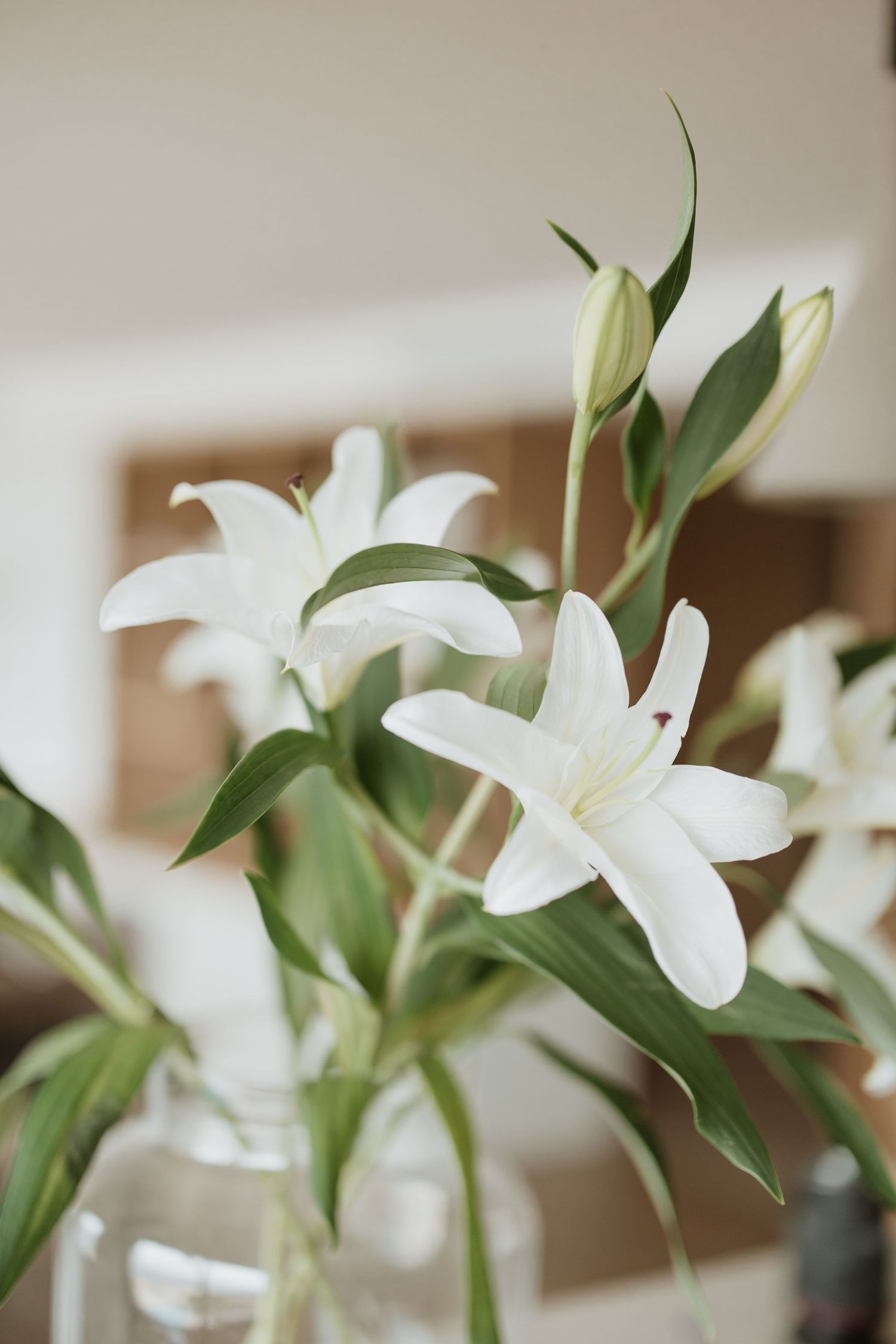 Close-up of white lily flowers with green leaves in soft natural lighting.