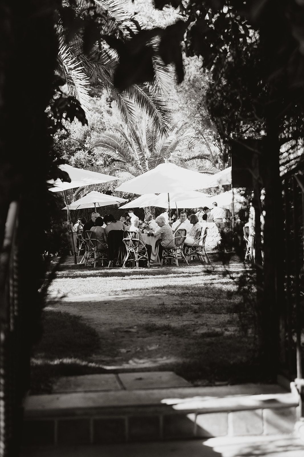 Black and white view of outdoor wedding reception through palm trees and umbrellas.