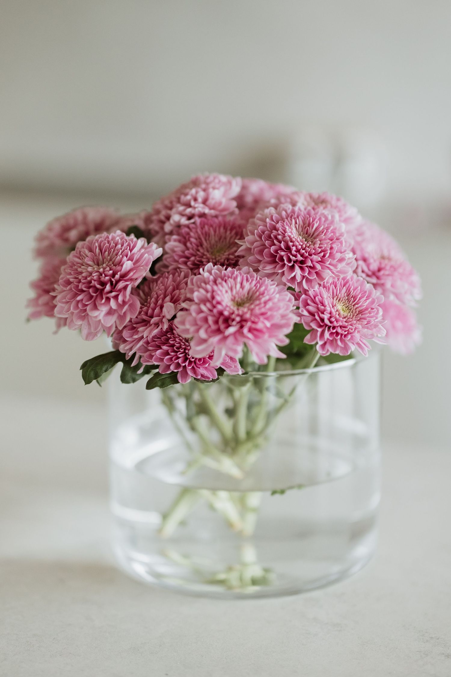 Pink chrysanthemums arranged in clear glass vase with soft focus background.