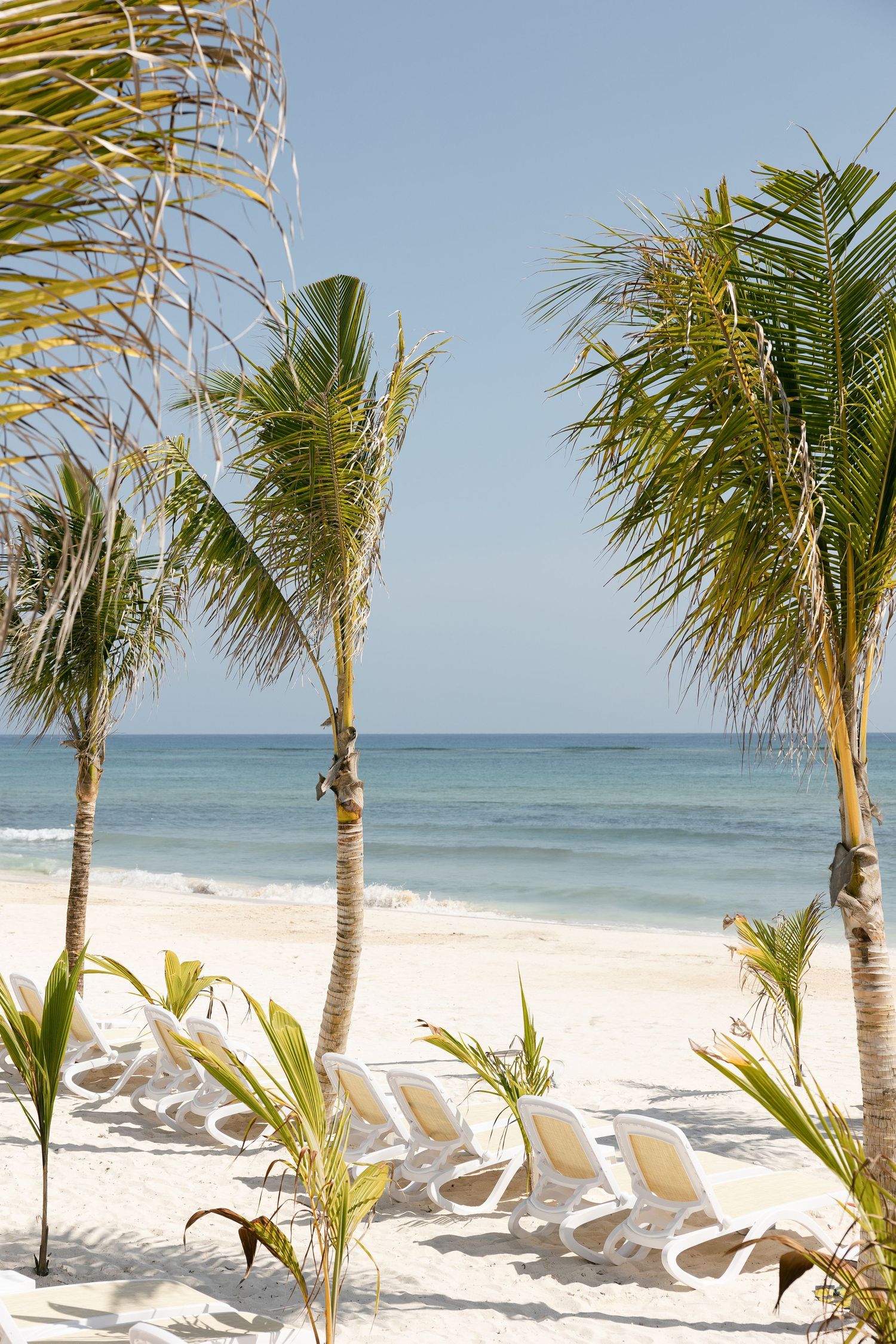 Palm trees frame white beach chairs along pristine Caribbean shoreline.