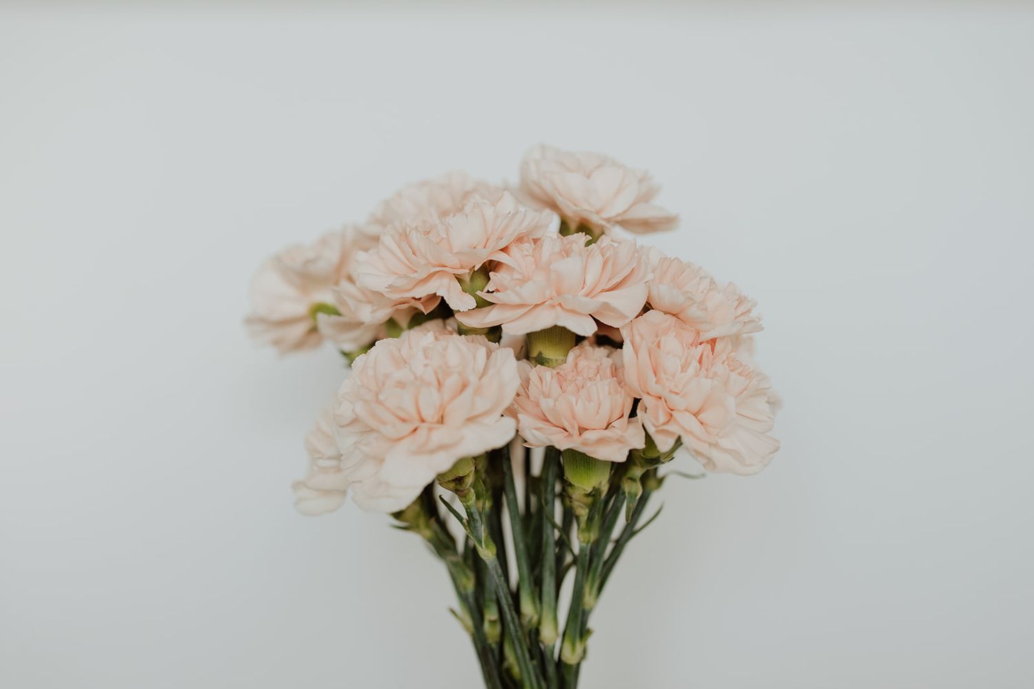 Delicate pink carnations in a bouquet against a white background.