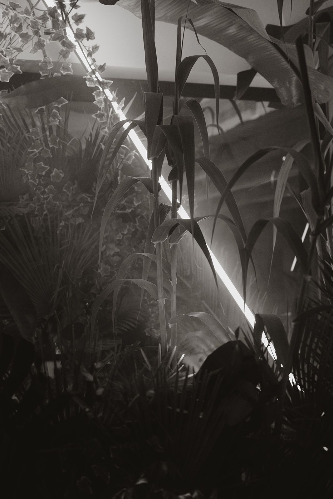 Dramatic black and white photo of tropical plants with rays of light streaming through.