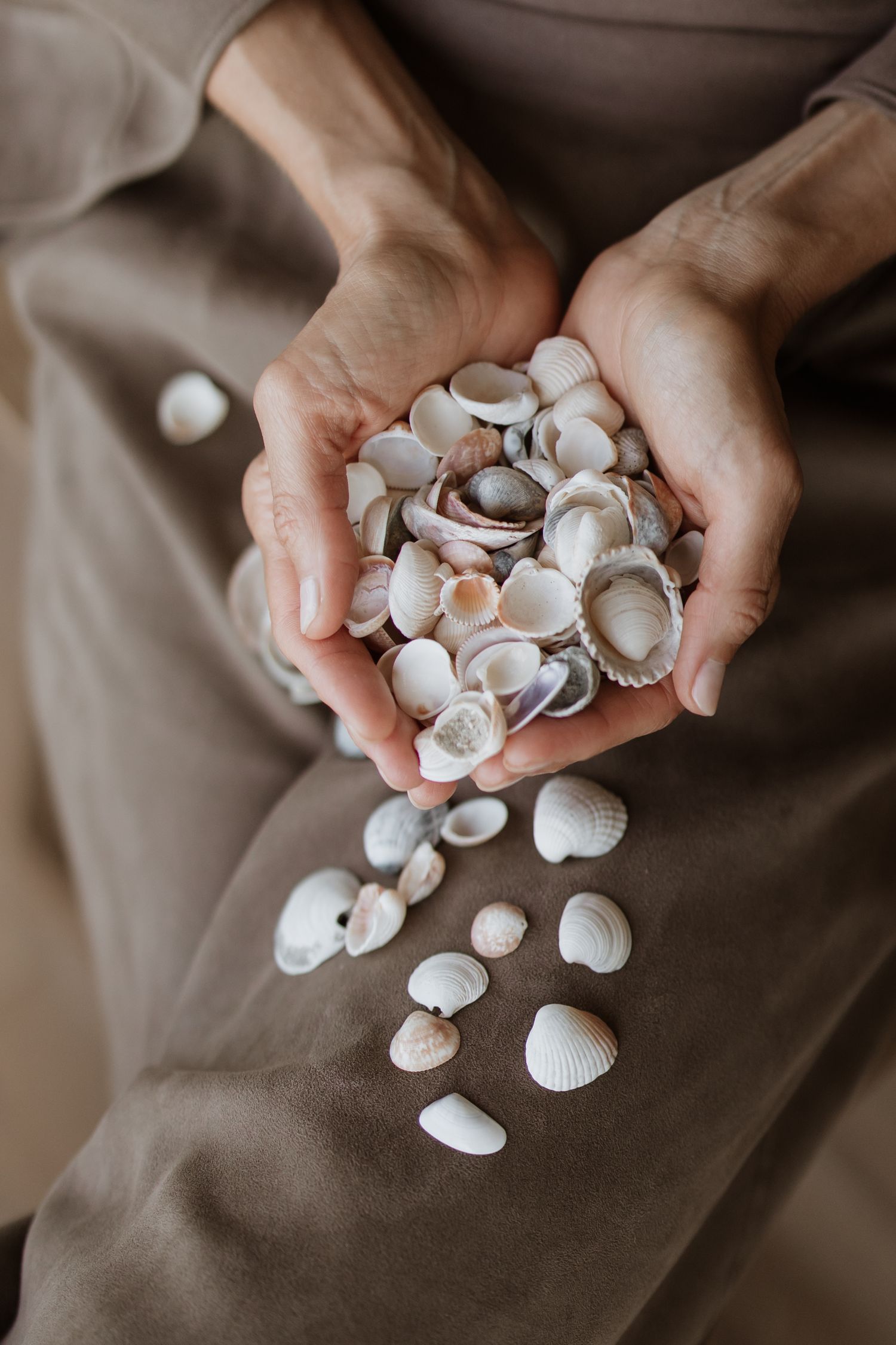 Cupped hands holding delicate white seashells against a brown fabric background.