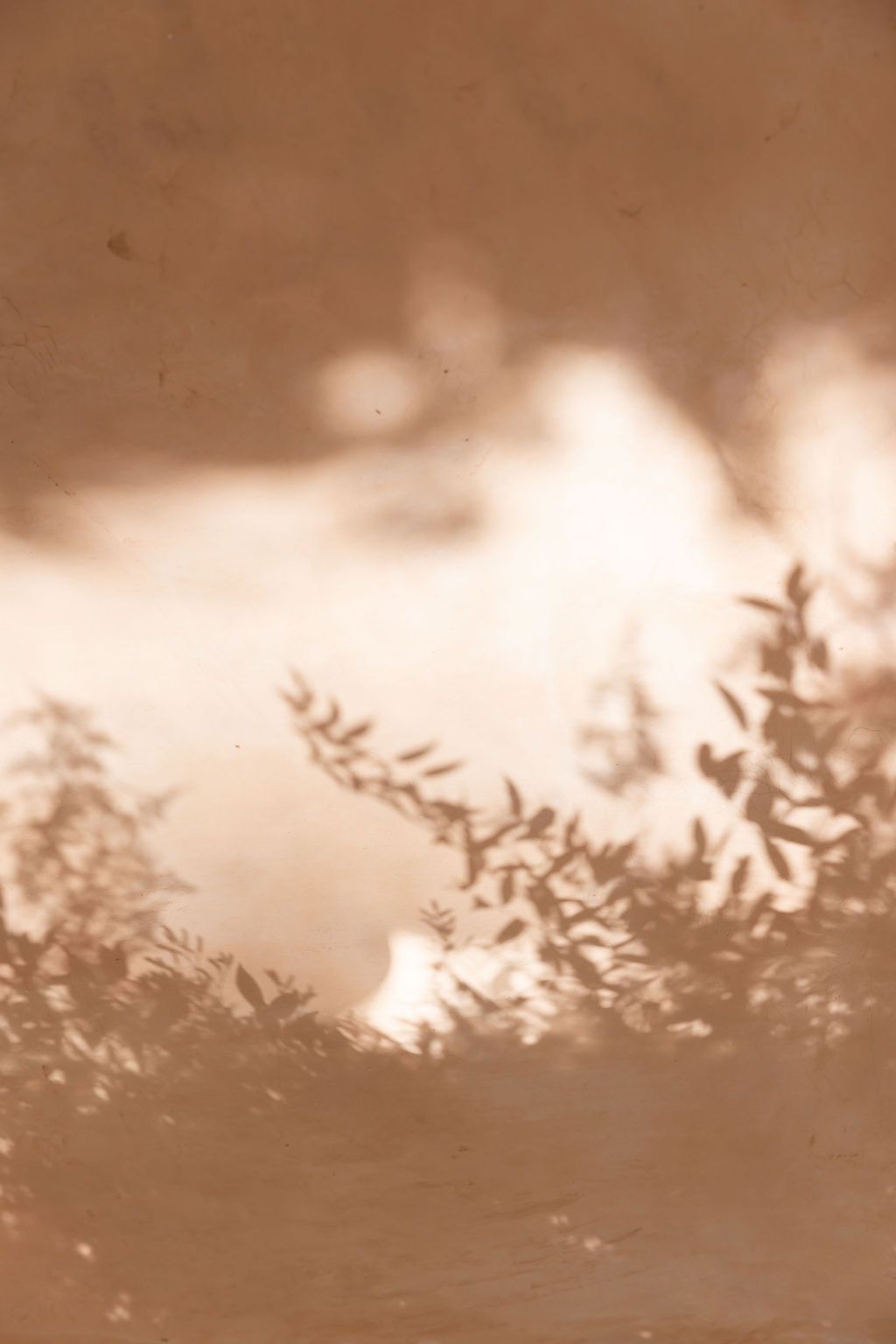 Soft focus sepia toned image of leaves and shadows against a light background.