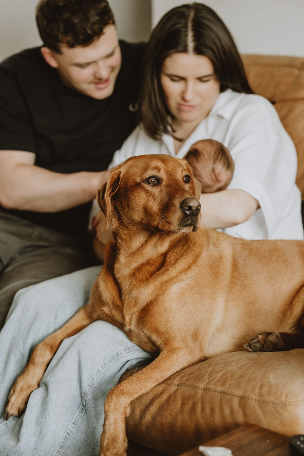 Brown dog lounging comfortably across a leather sofa during a casual home photoshoot.