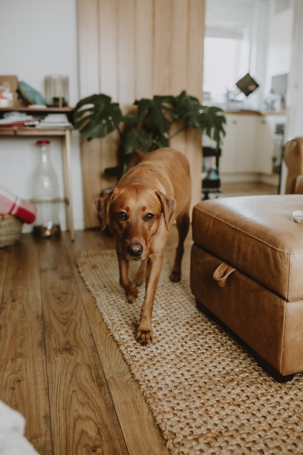 Brown dog walking across a patterned rug in a modern home interior.