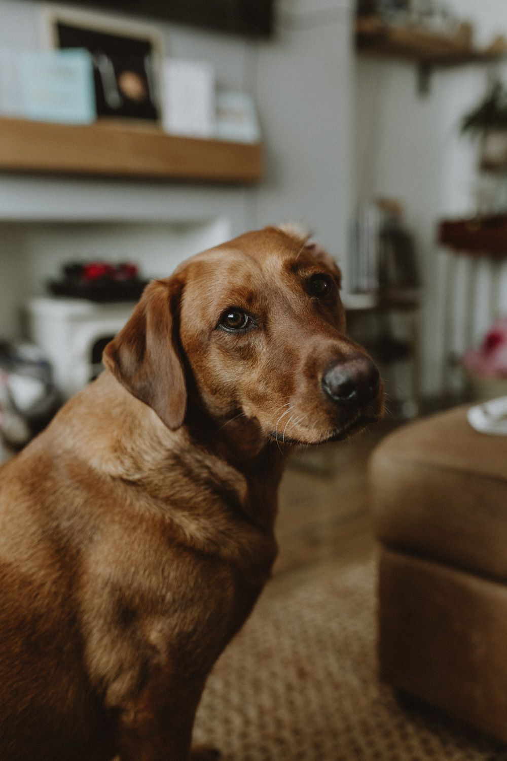 Portrait of a brown Labrador Retriever looking thoughtfully at camera in home setting.