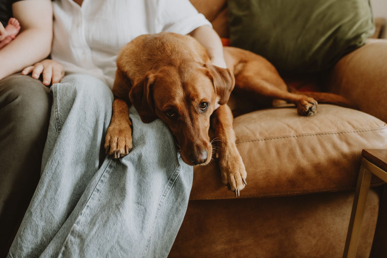 Brown dog relaxing on a tan leather couch next to someone in casual clothing.