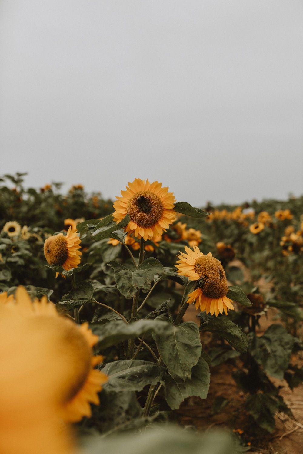 Bright yellow sunflowers growing tall in a field under overcast sky.