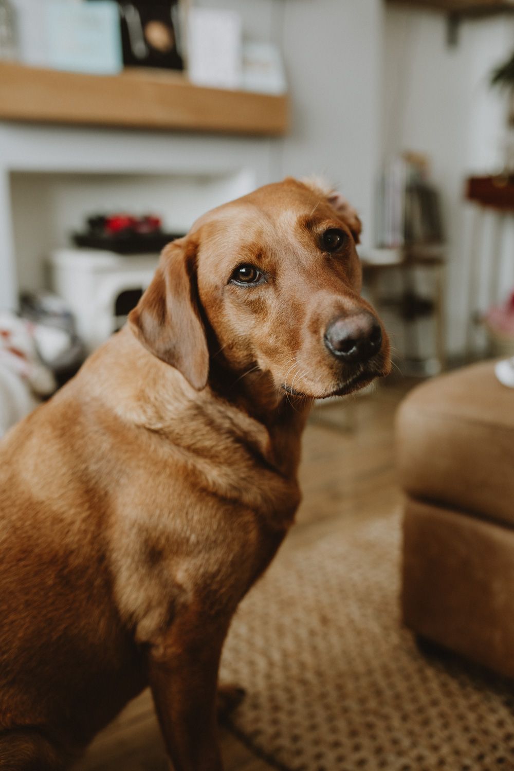 Close-up profile of a brown dog looking thoughtfully to the side in an indoor setting.