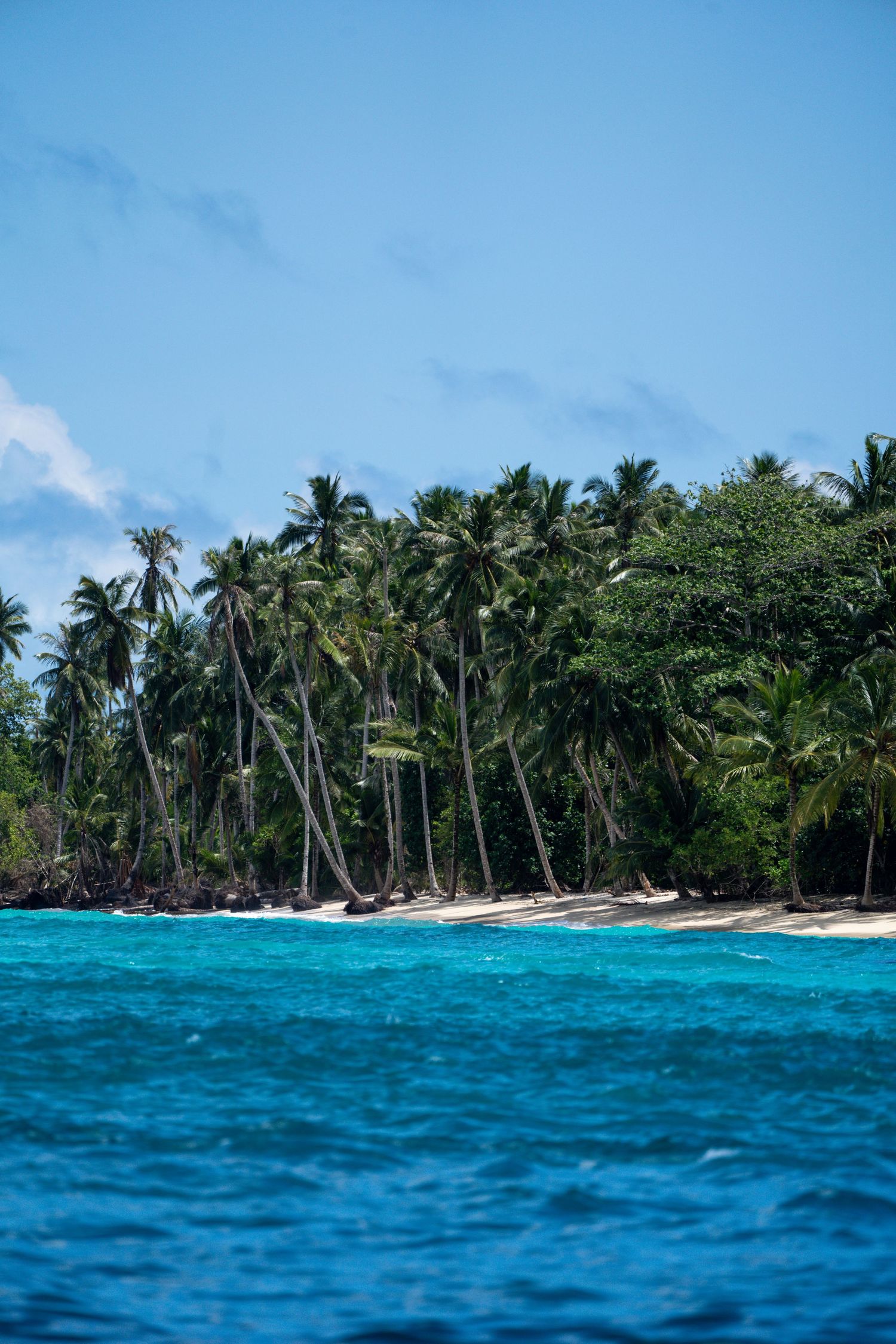 Palm trees and clear water in Mentawai Islands - CK Surf