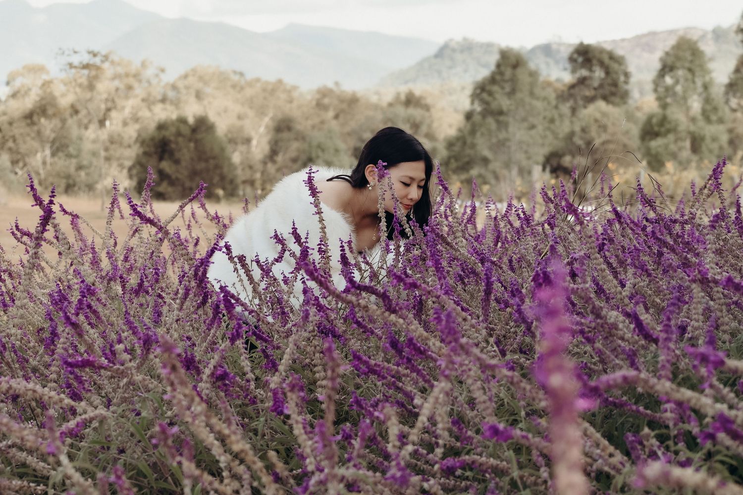 Lavender Fields