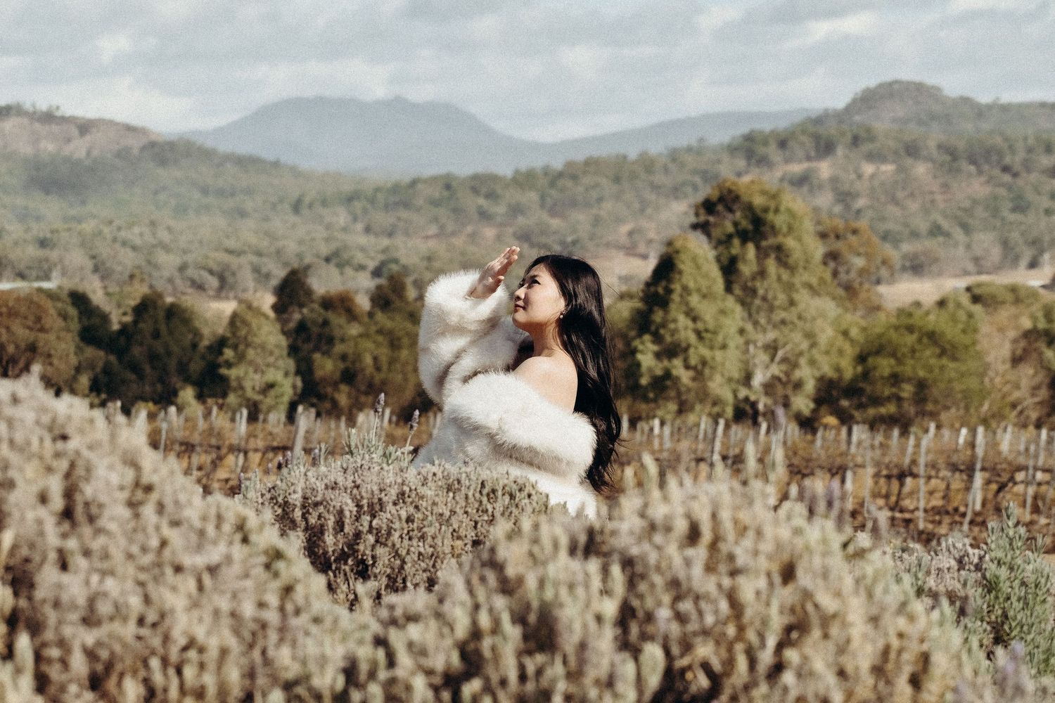 Lavender Fields