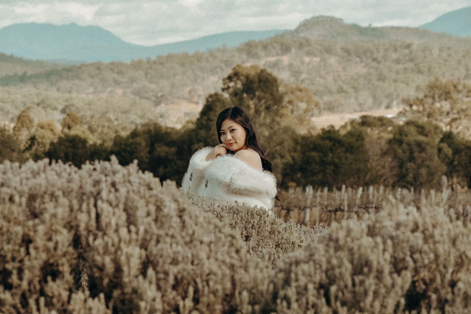 Lavender Fields