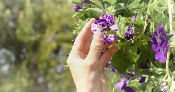 A hand delicately touches vibrant purple flowers blooming on a green plant in natural sunlight.