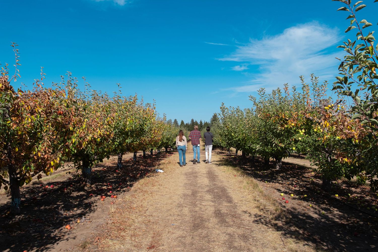 Two people walking on a dirt path between rows of apple trees at an orchard on a sunny autumn day.
