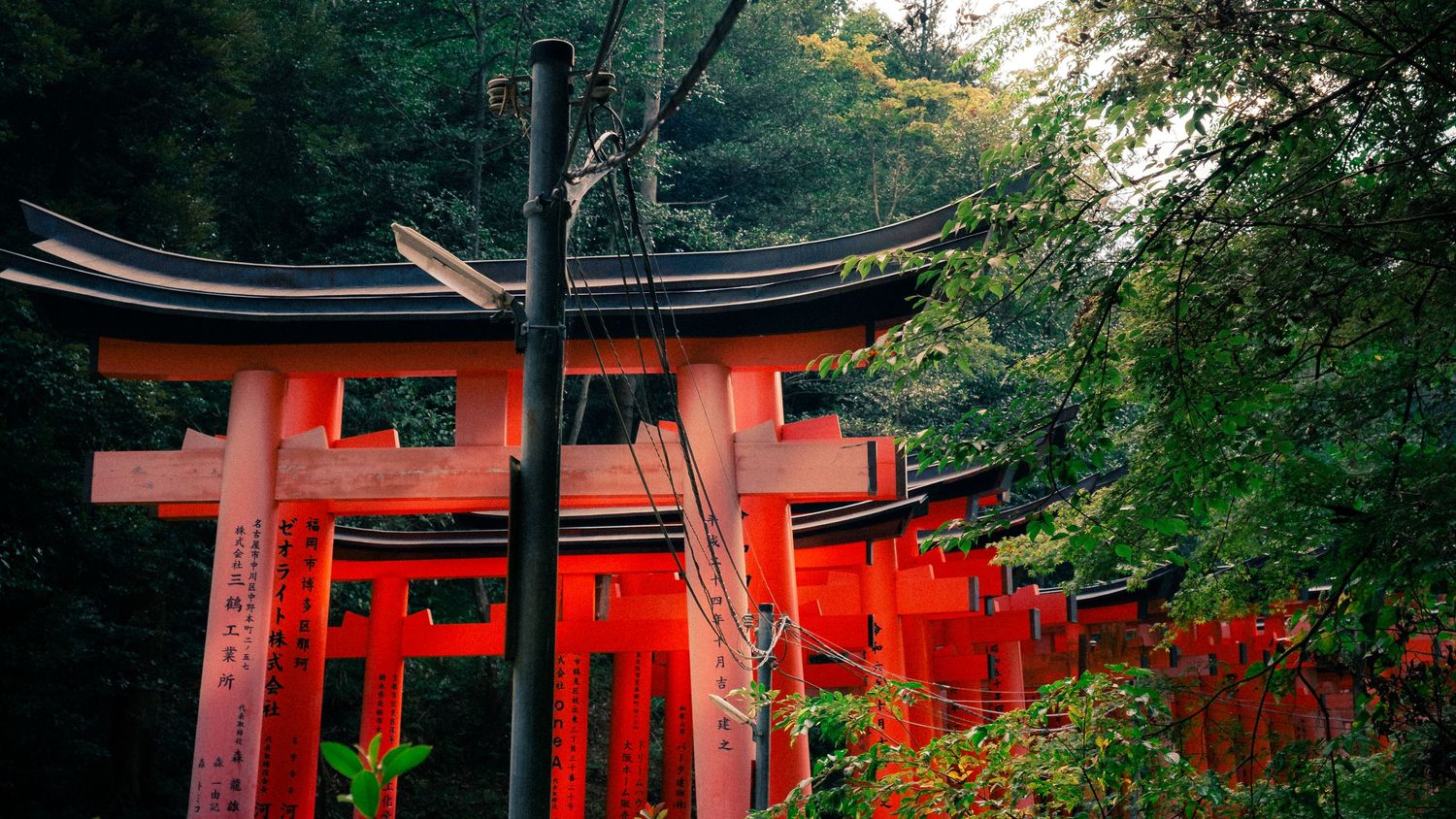 A series of bright red torii gates line a peaceful forest path at the Fushimi Inari Shrine in Kyoto, Japan.