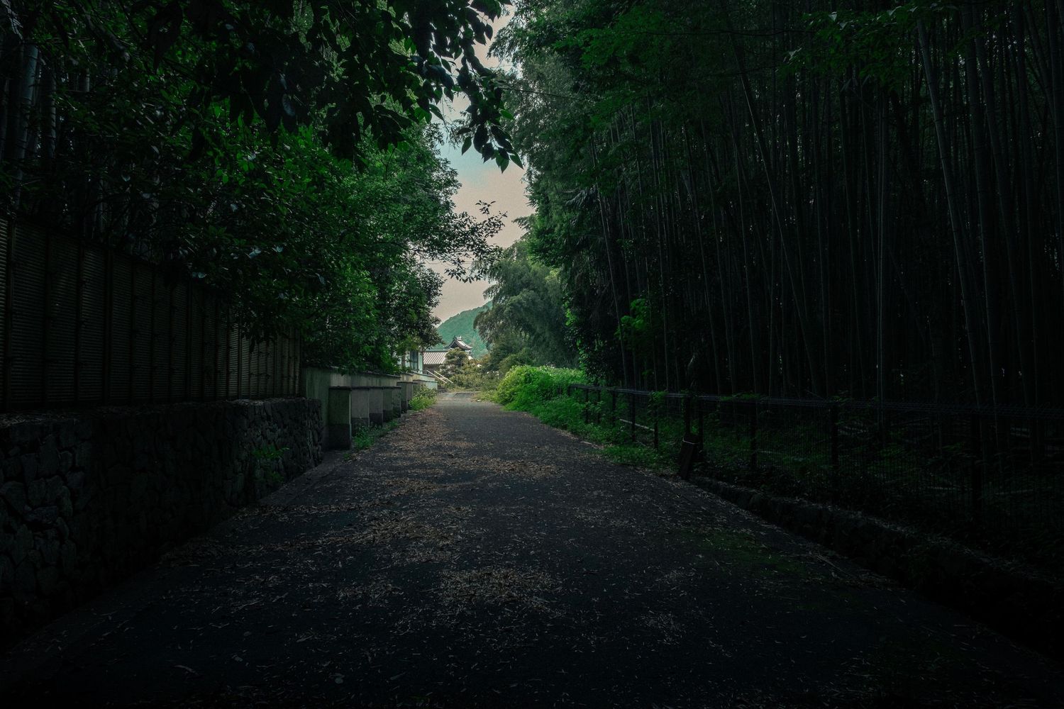 A dark and moody forest path lined with tall trees creates a mysterious tunnel effect in the misty atmosphere.